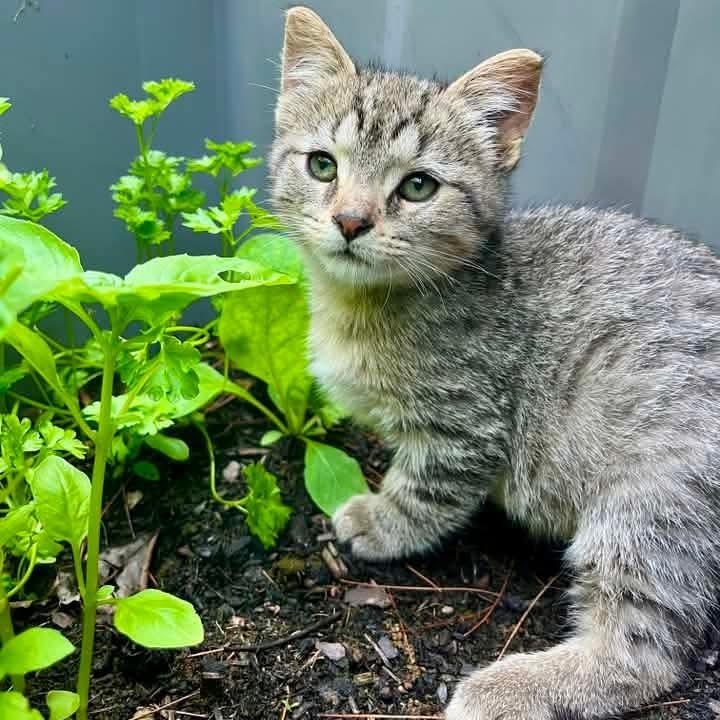 Dozer, Adoptable, Kitten Male Domestic Short Hair & Tabby.