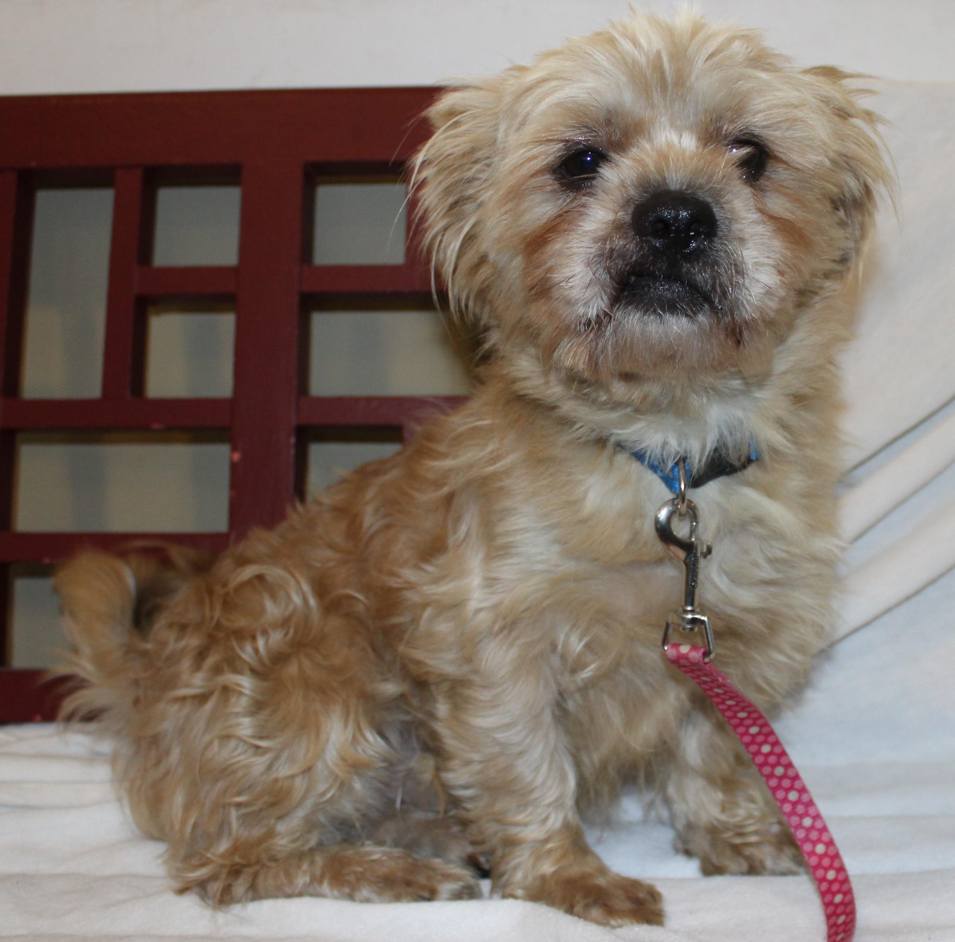 Dashi, an adoptable Shih Tzu in Huron, SD, 57350 | Photo Image 1
