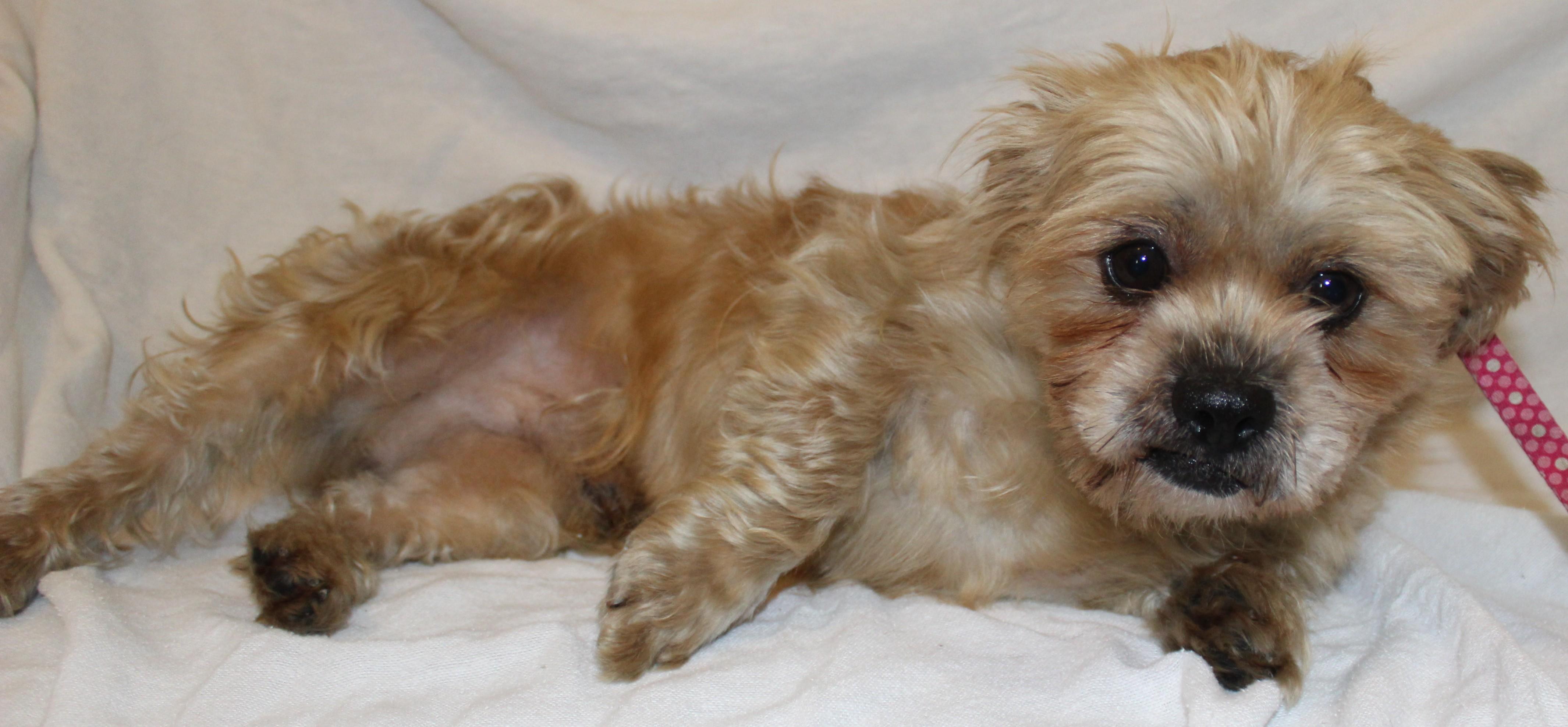 Dashi, an adoptable Shih Tzu in Huron, SD, 57350 | Photo Image 3