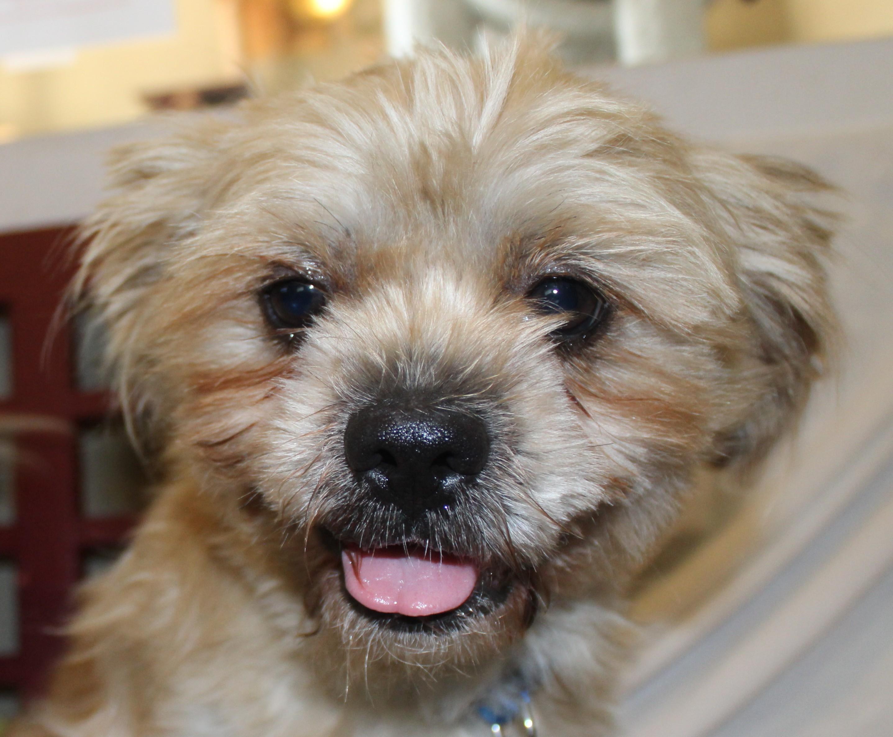 Dashi, an adoptable Shih Tzu in Huron, SD, 57350 | Photo Image 2