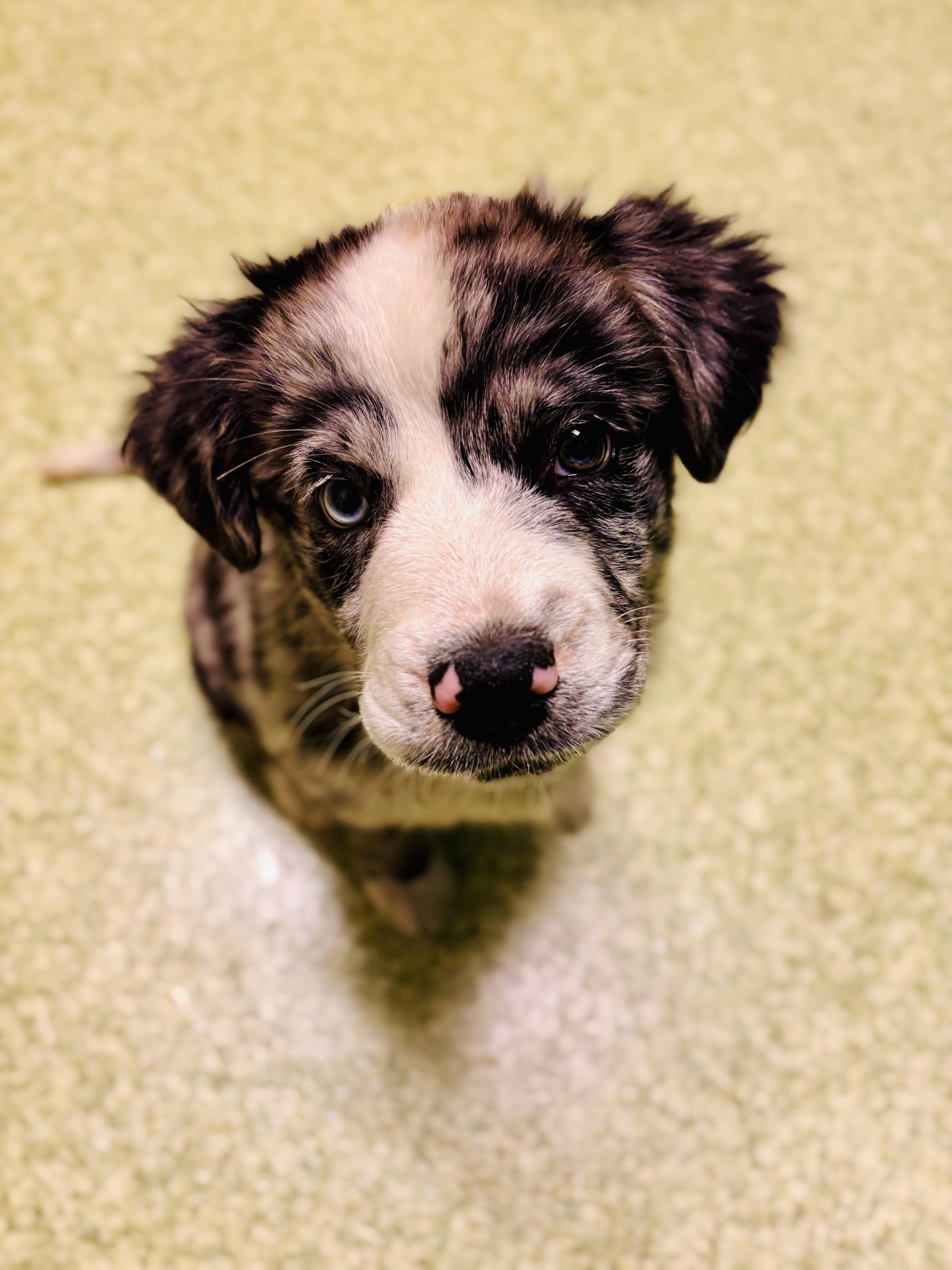 Birdie, adopted, Puppy Female Australian Shepherd.