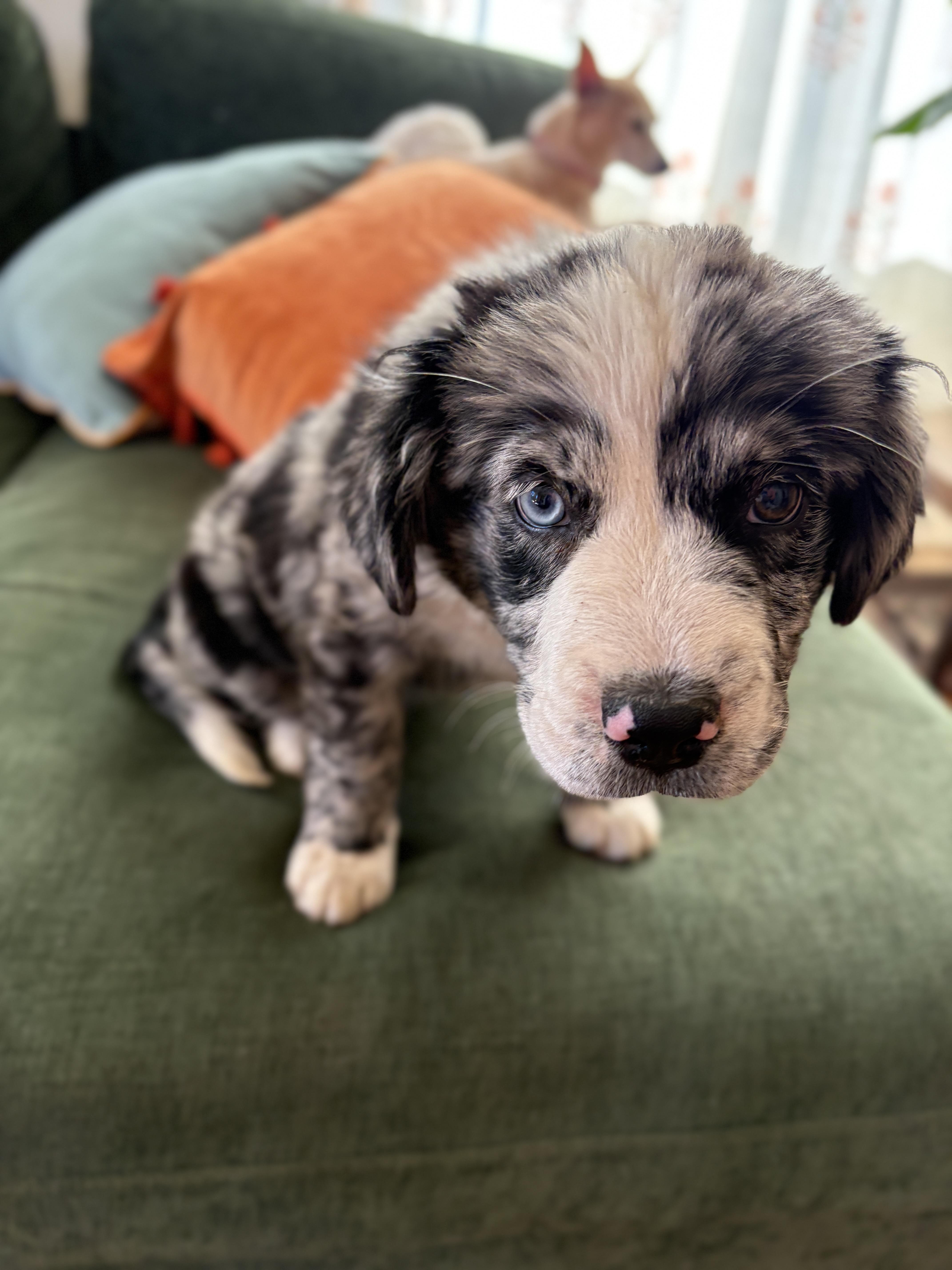 Enlarge Birdie, an adopted mixed breed in San Diego, CA image 4/4