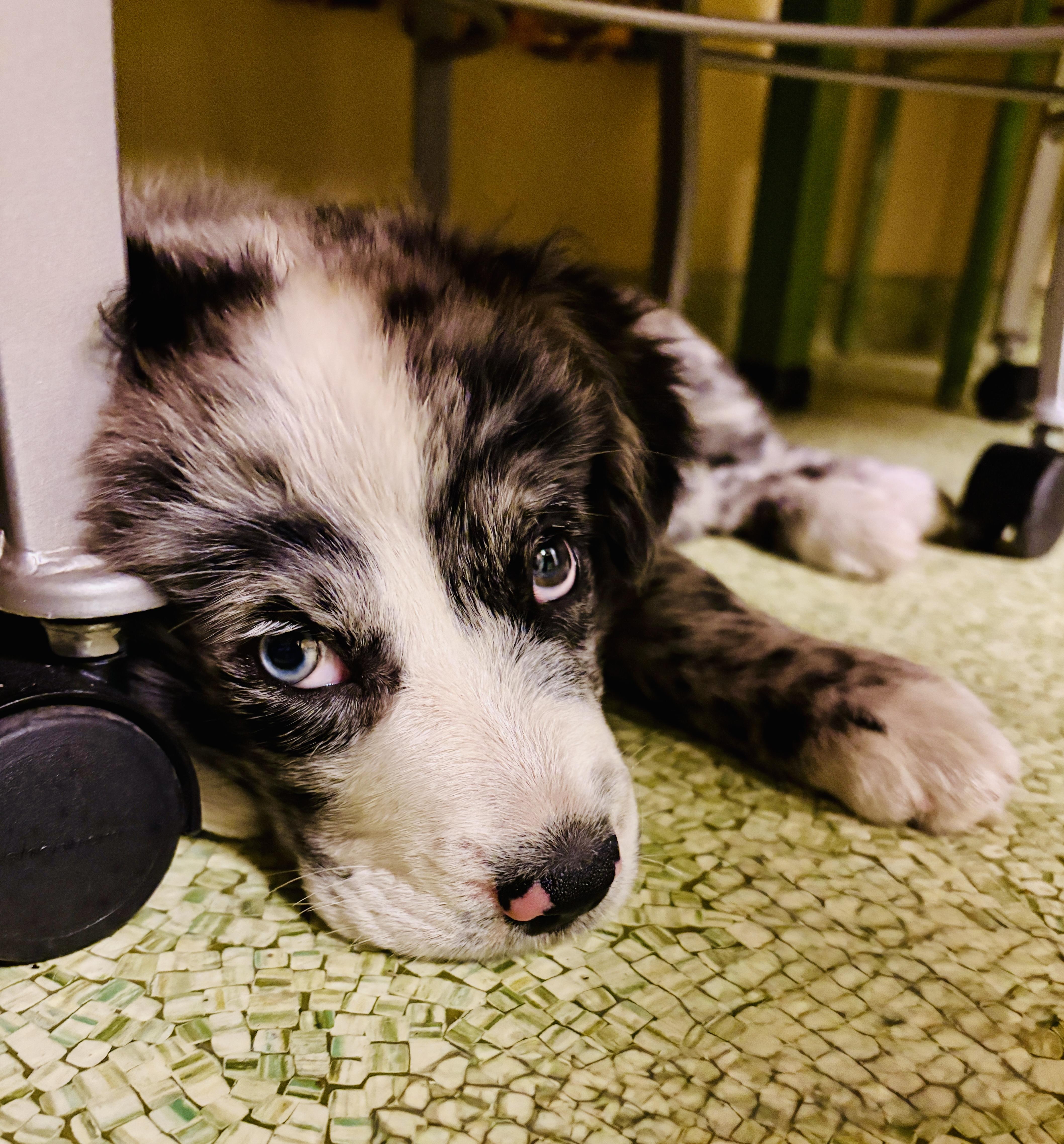 Enlarge Birdie, an adopted mixed breed in San Diego, CA image 2/4