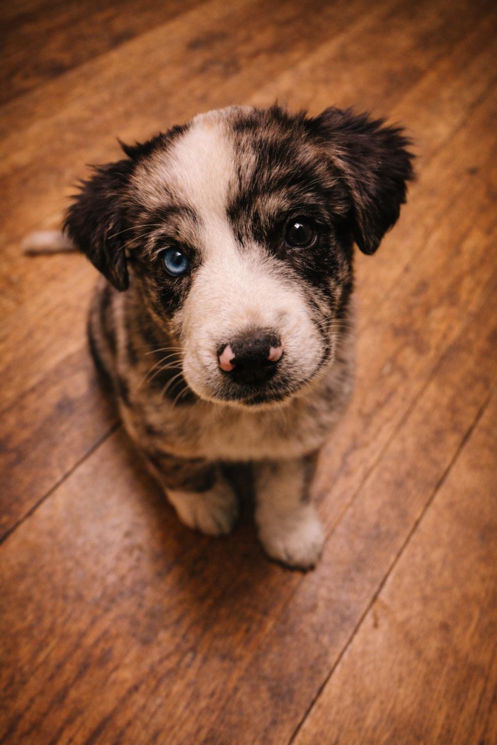 Enlarge Birdie, an adopted mixed breed in San Diego, CA image 3/4