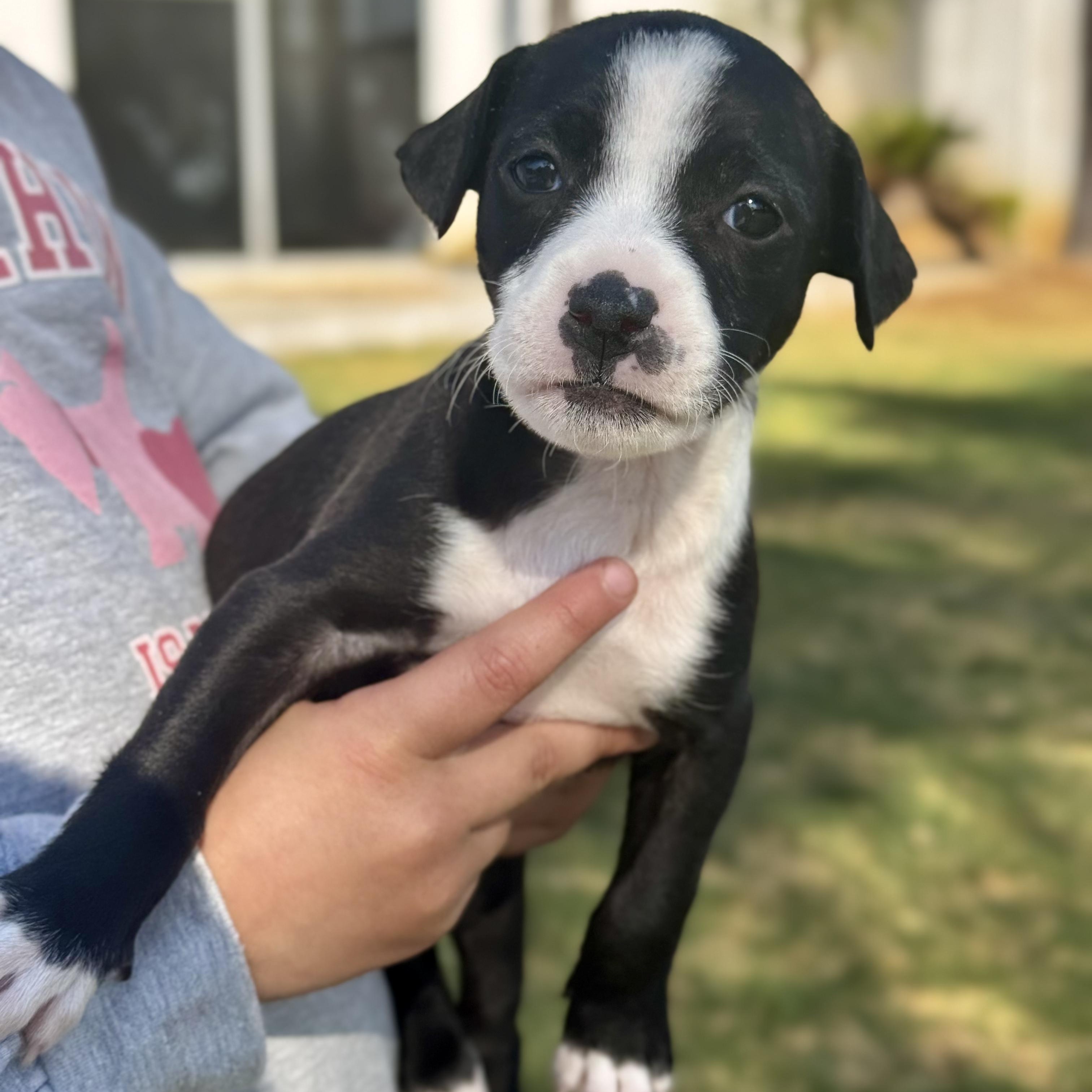 Emma — thumbnail 2