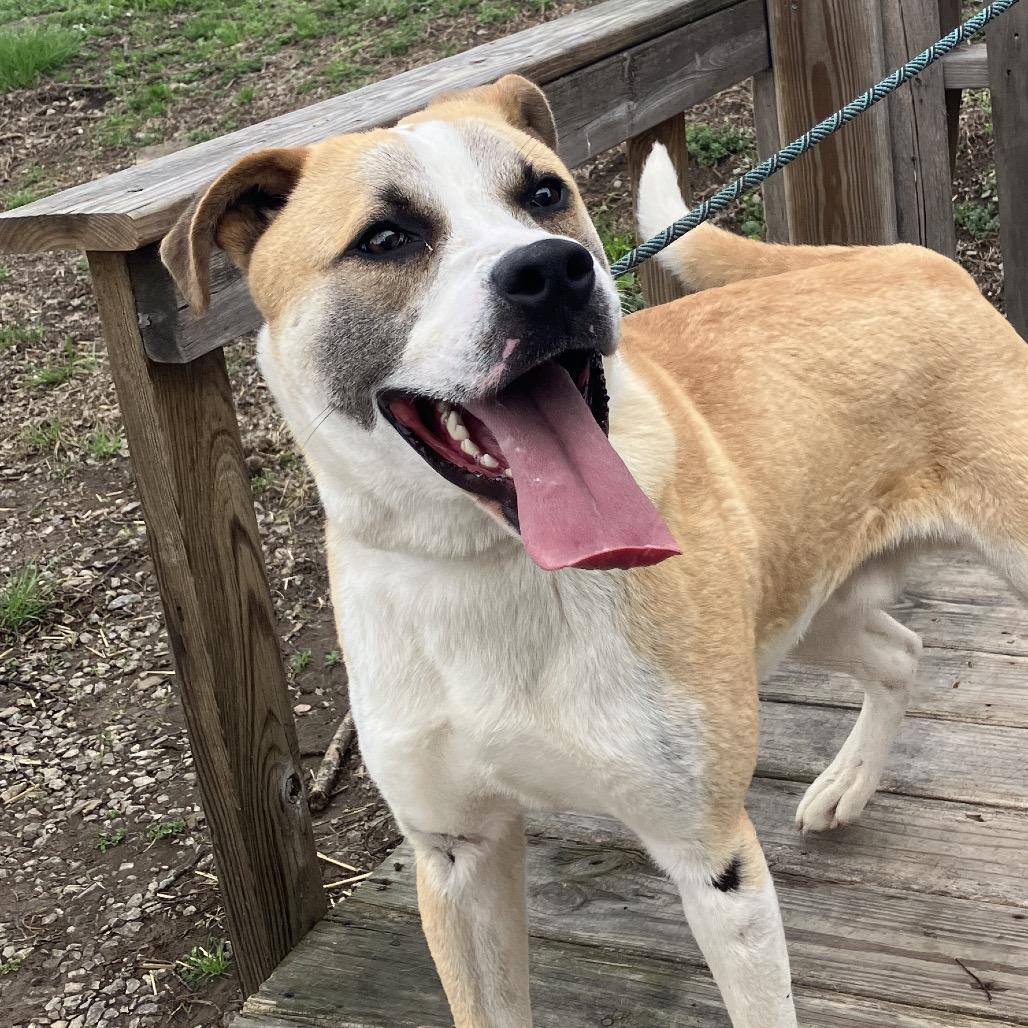 Enlarge Nitro, a Adoptable mixed breed in Pulaski, TN image 1/6