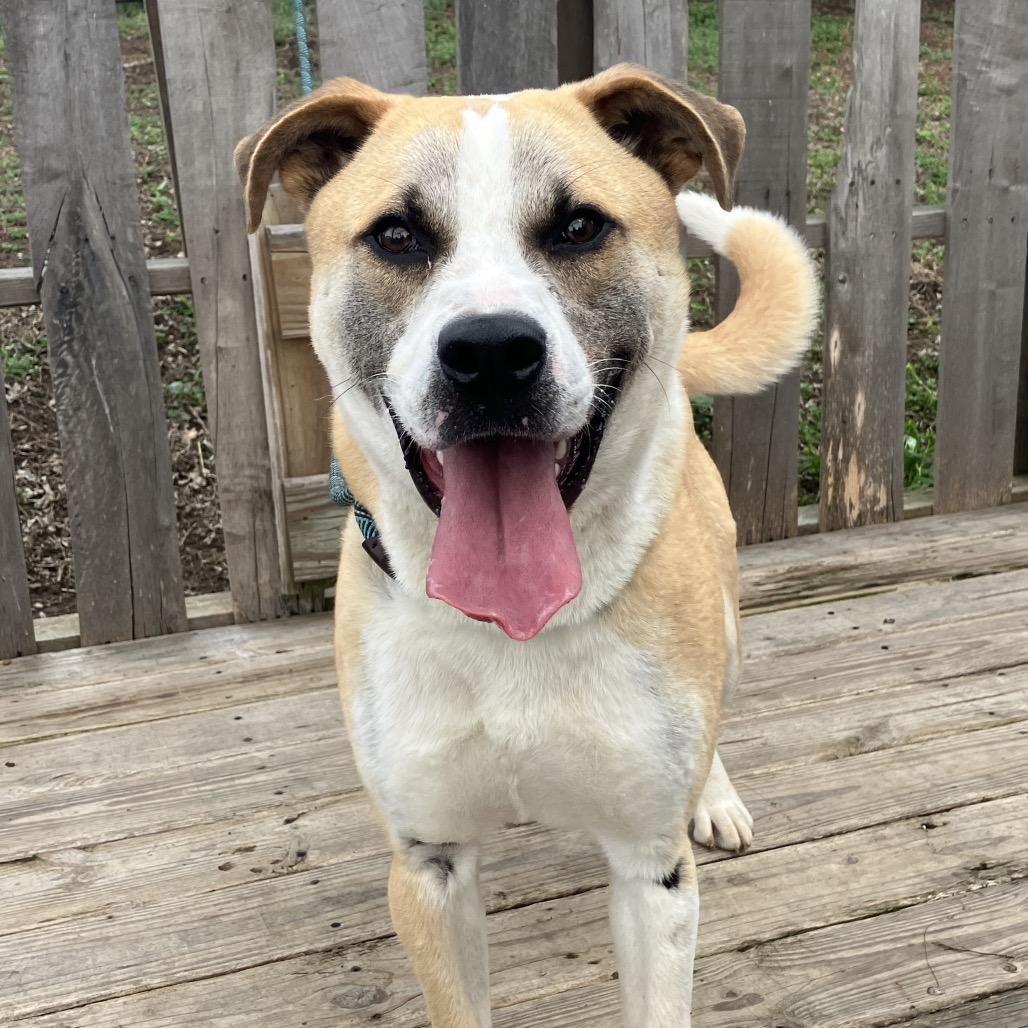 Enlarge Nitro, a Adoptable mixed breed in Pulaski, TN image 2/6