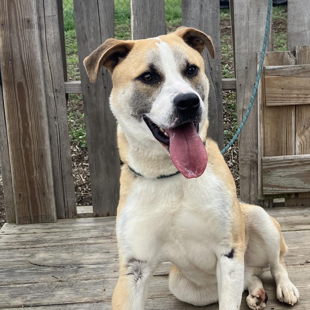 Enlarge Nitro, a Adoptable mixed breed in Pulaski, TN image 3/6