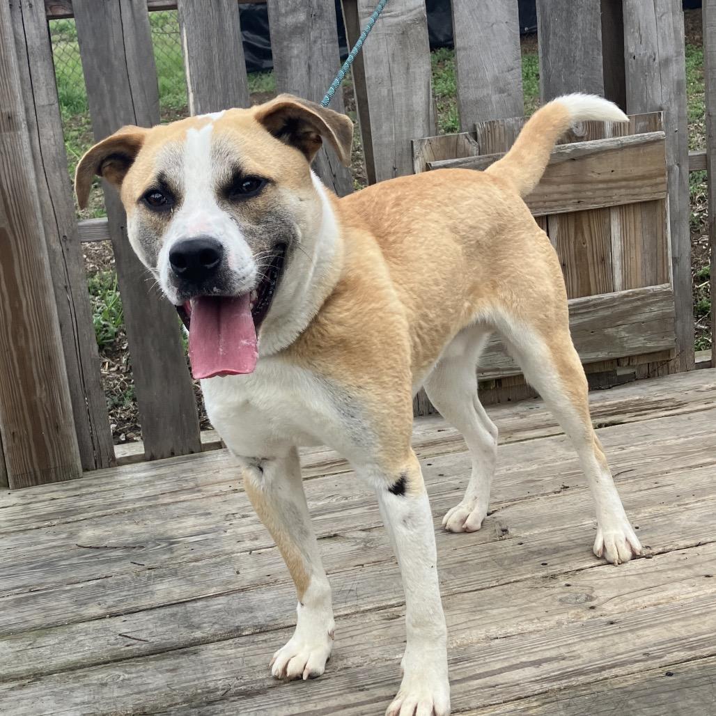 Enlarge Nitro, a Adoptable mixed breed in Pulaski, TN image 4/6