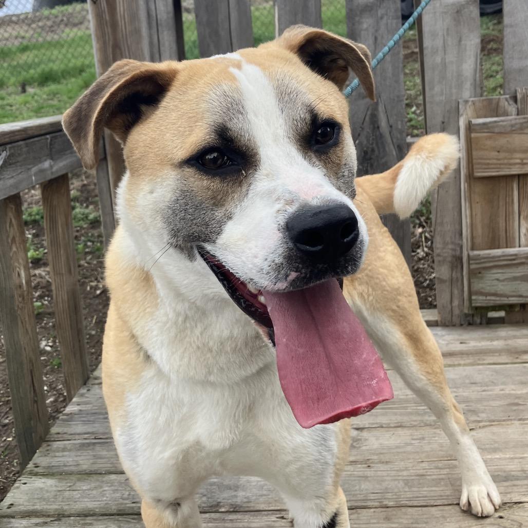 Enlarge Nitro, a Adoptable mixed breed in Pulaski, TN image 5/6