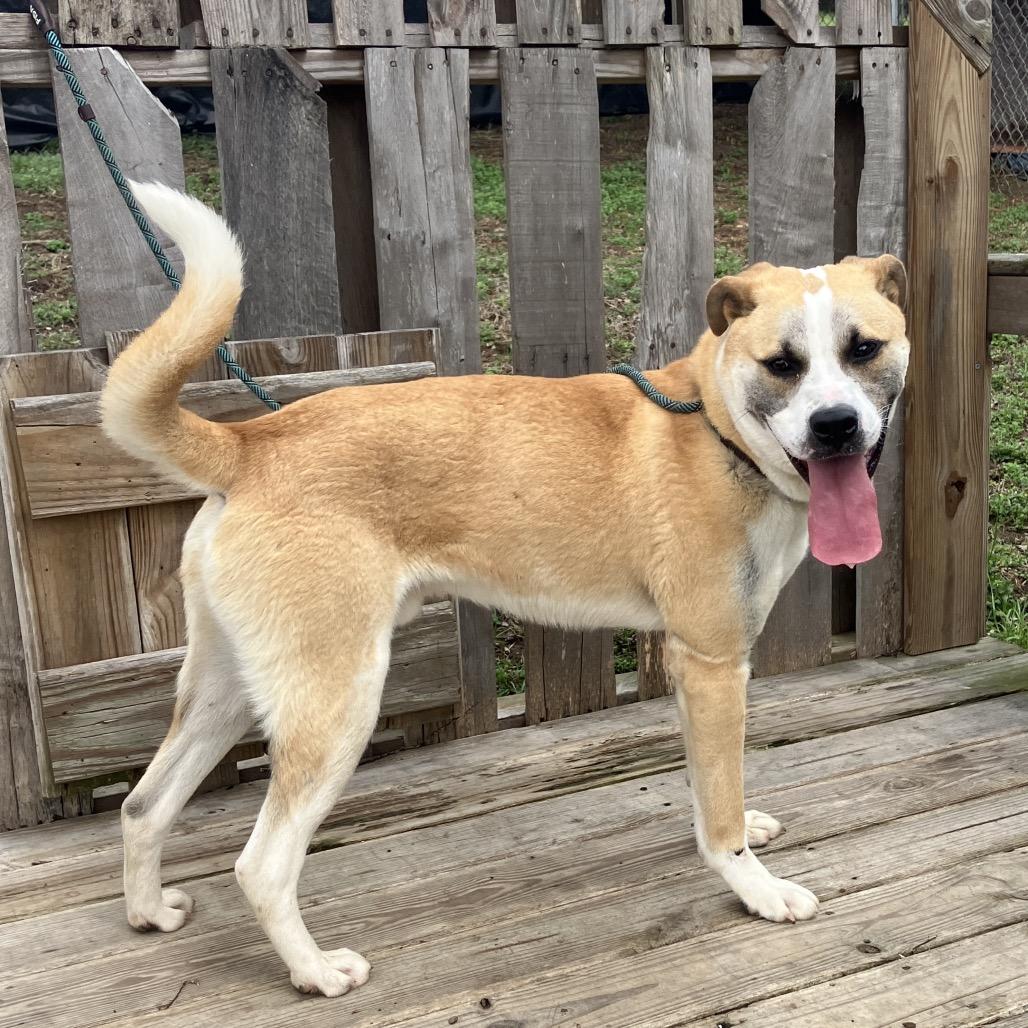 Enlarge Nitro, a Adoptable mixed breed in Pulaski, TN image 6/6