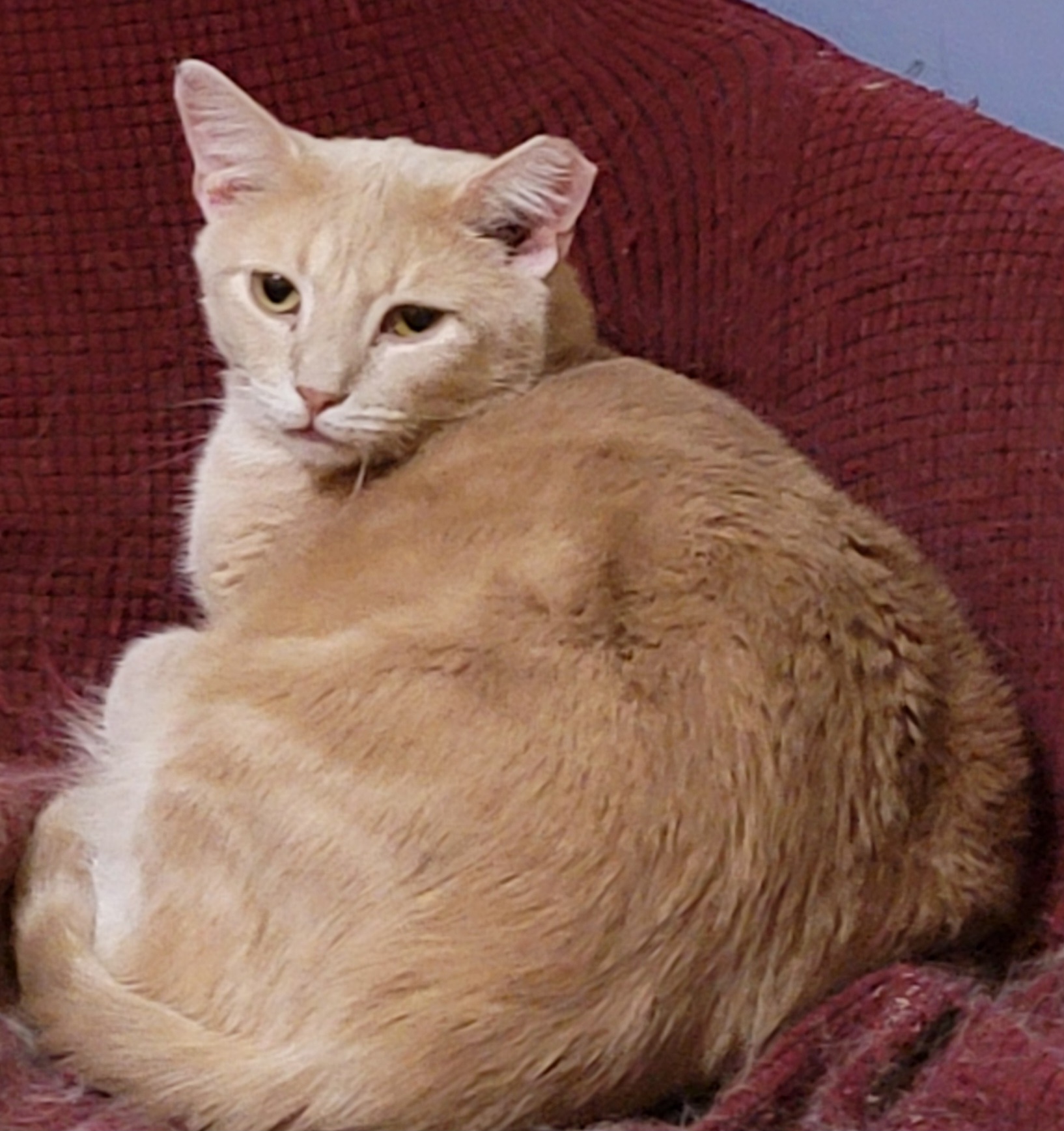 Griffin, an adoption pending mixed breed image 1/6