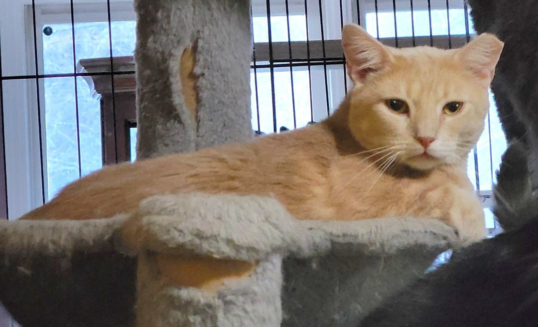 Griffin, an adoption pending mixed breed image 2/6