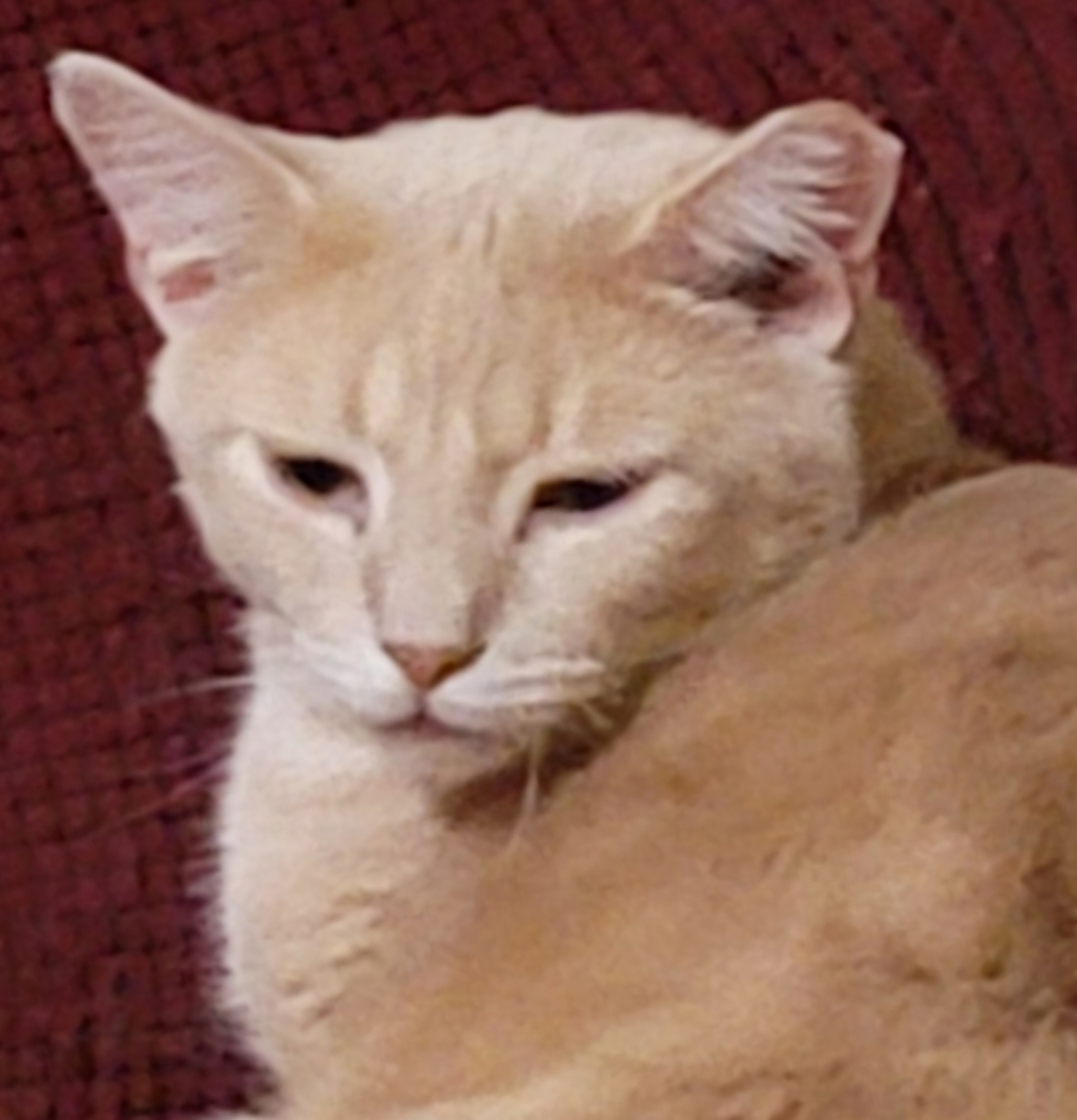 Griffin, an adoption pending mixed breed image 3/6