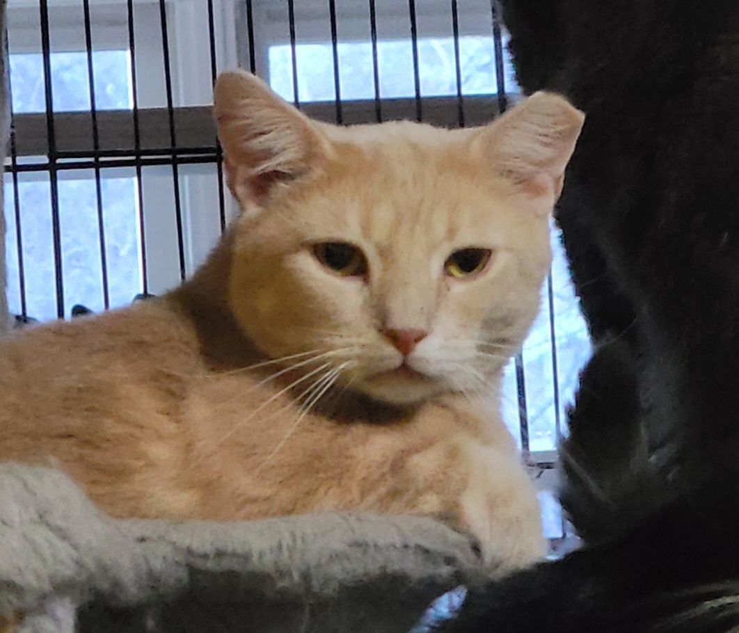 Griffin, an adoption pending mixed breed image 4/6