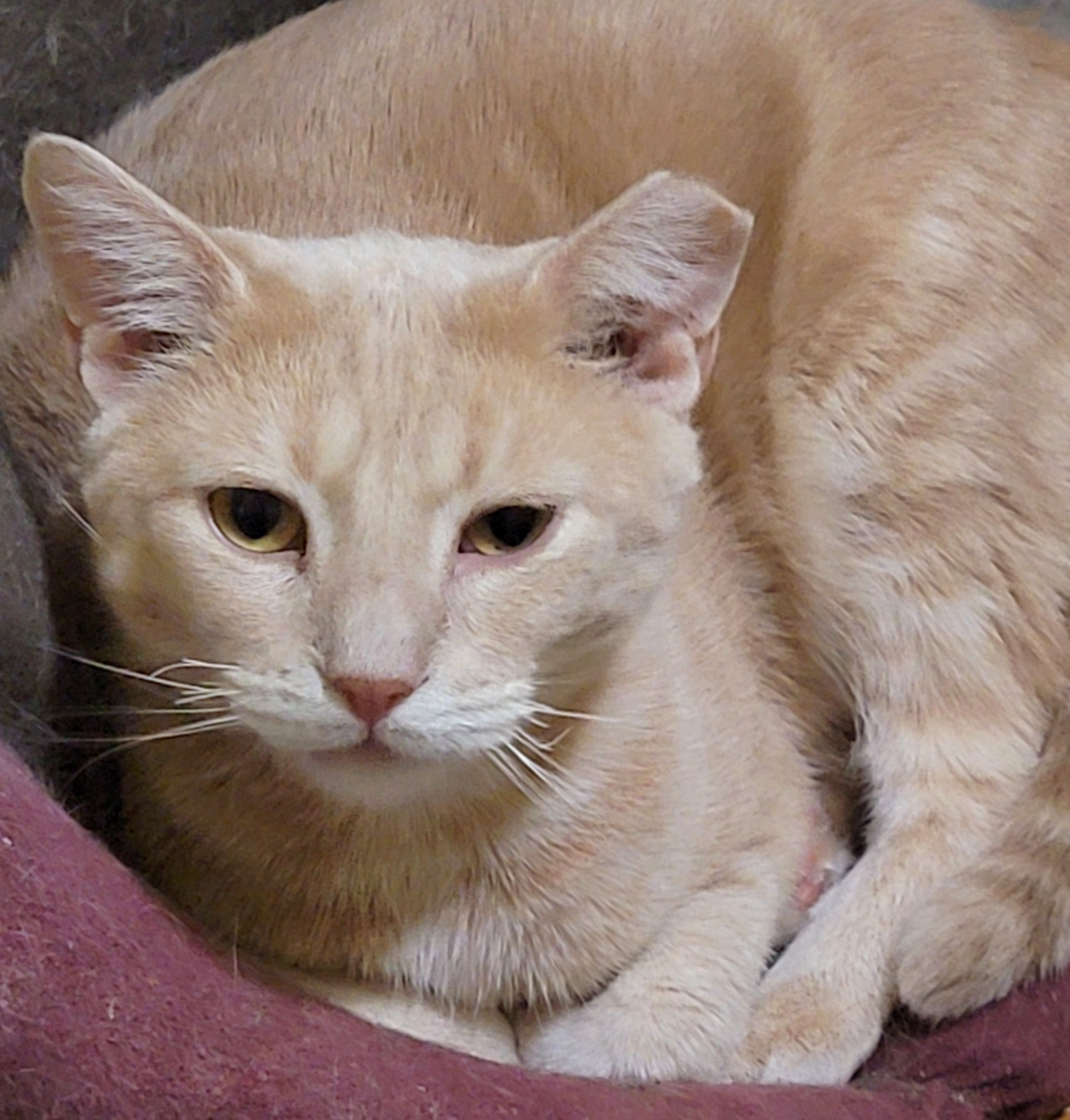 Griffin, an adoption pending mixed breed image 5/6