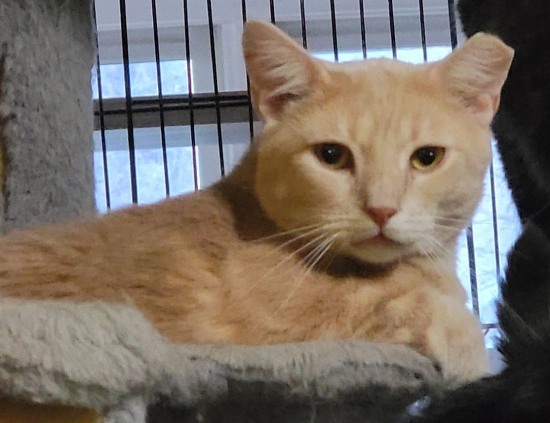 Griffin, an adoption pending mixed breed image 6/6