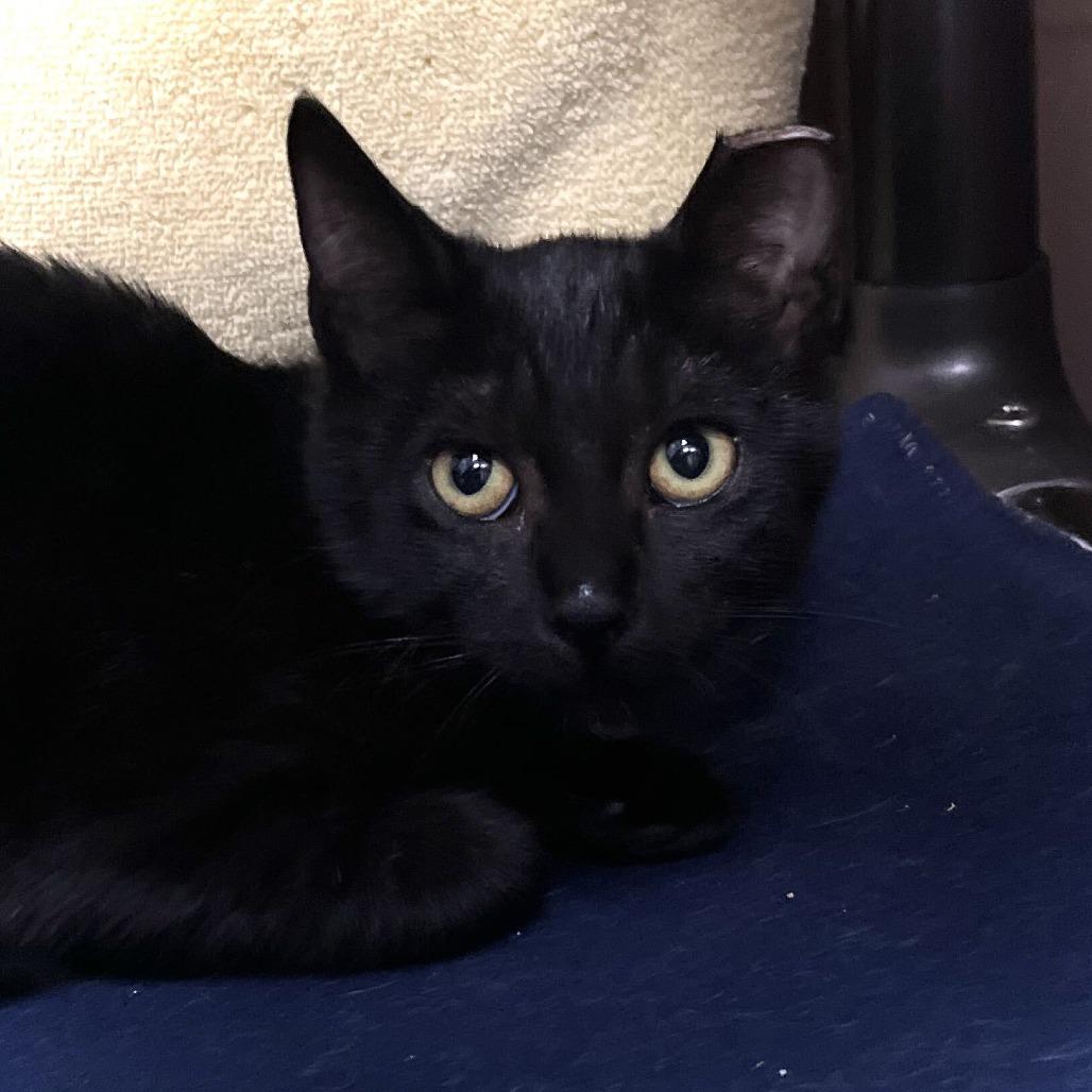 Enlarge Gina, a Adoptable Domestic Short Hair in Owosso, MI image 1/3