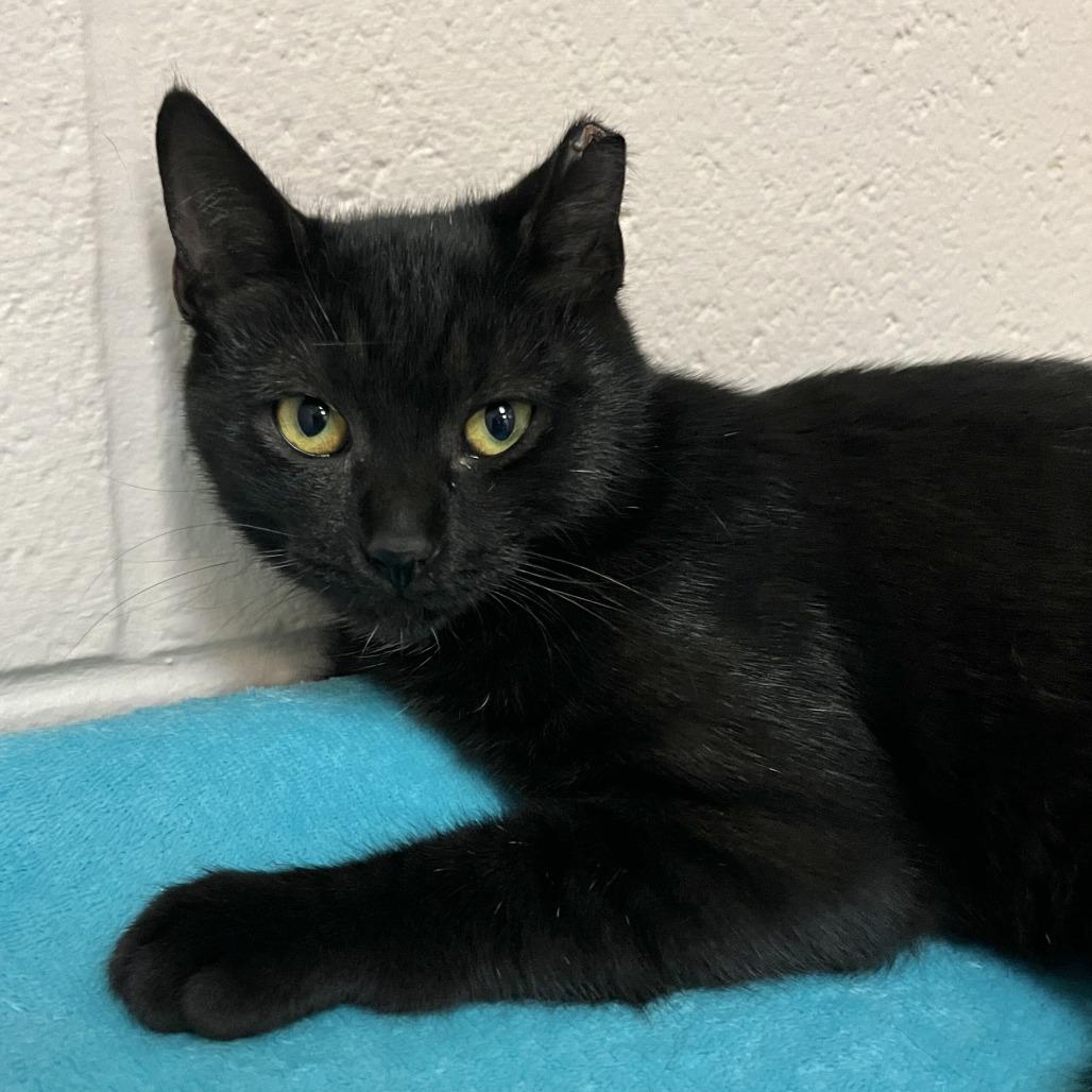 Enlarge Gina, a Adoptable Domestic Short Hair in Owosso, MI image 2/3