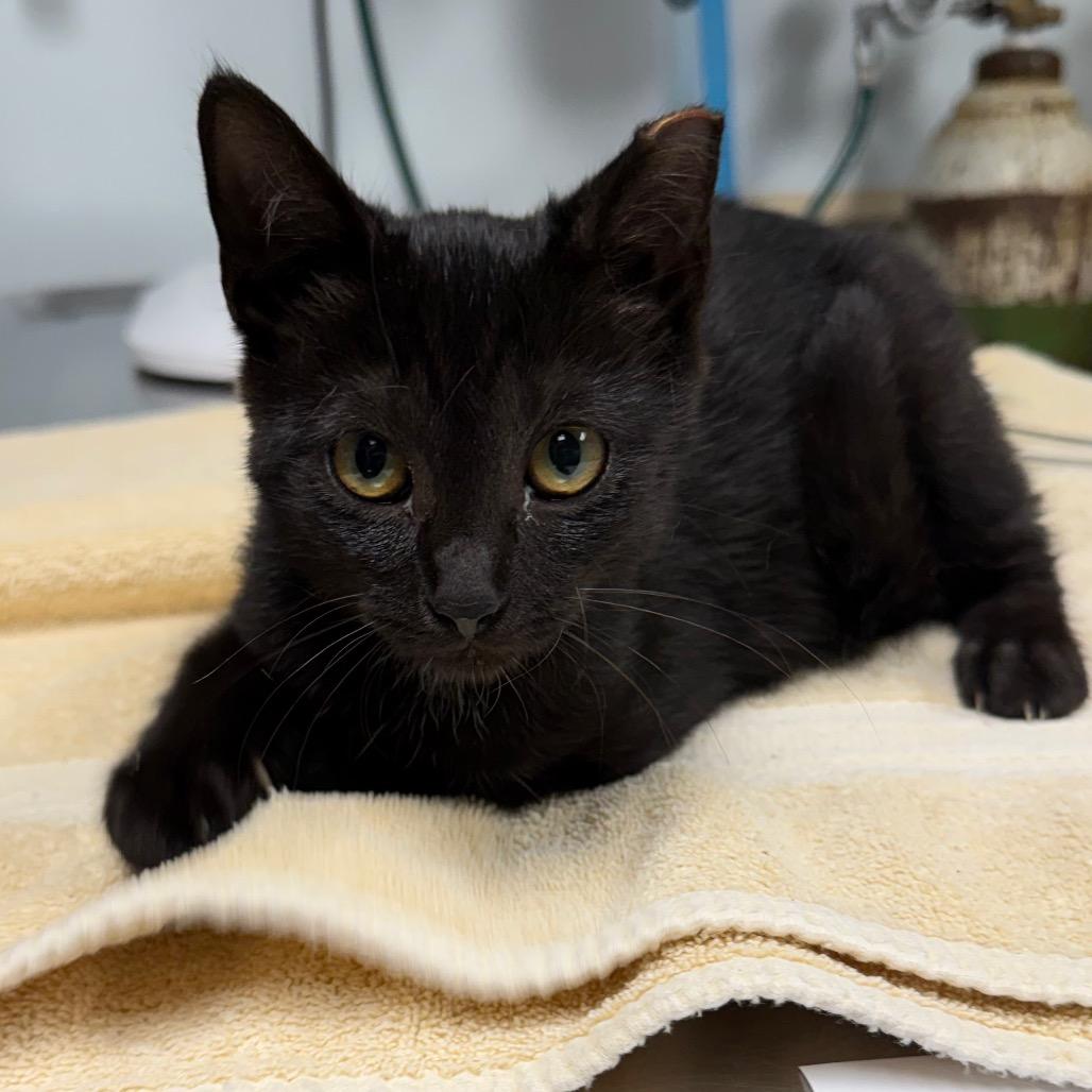 Enlarge Gina, a Adoptable Domestic Short Hair in Owosso, MI image 3/3