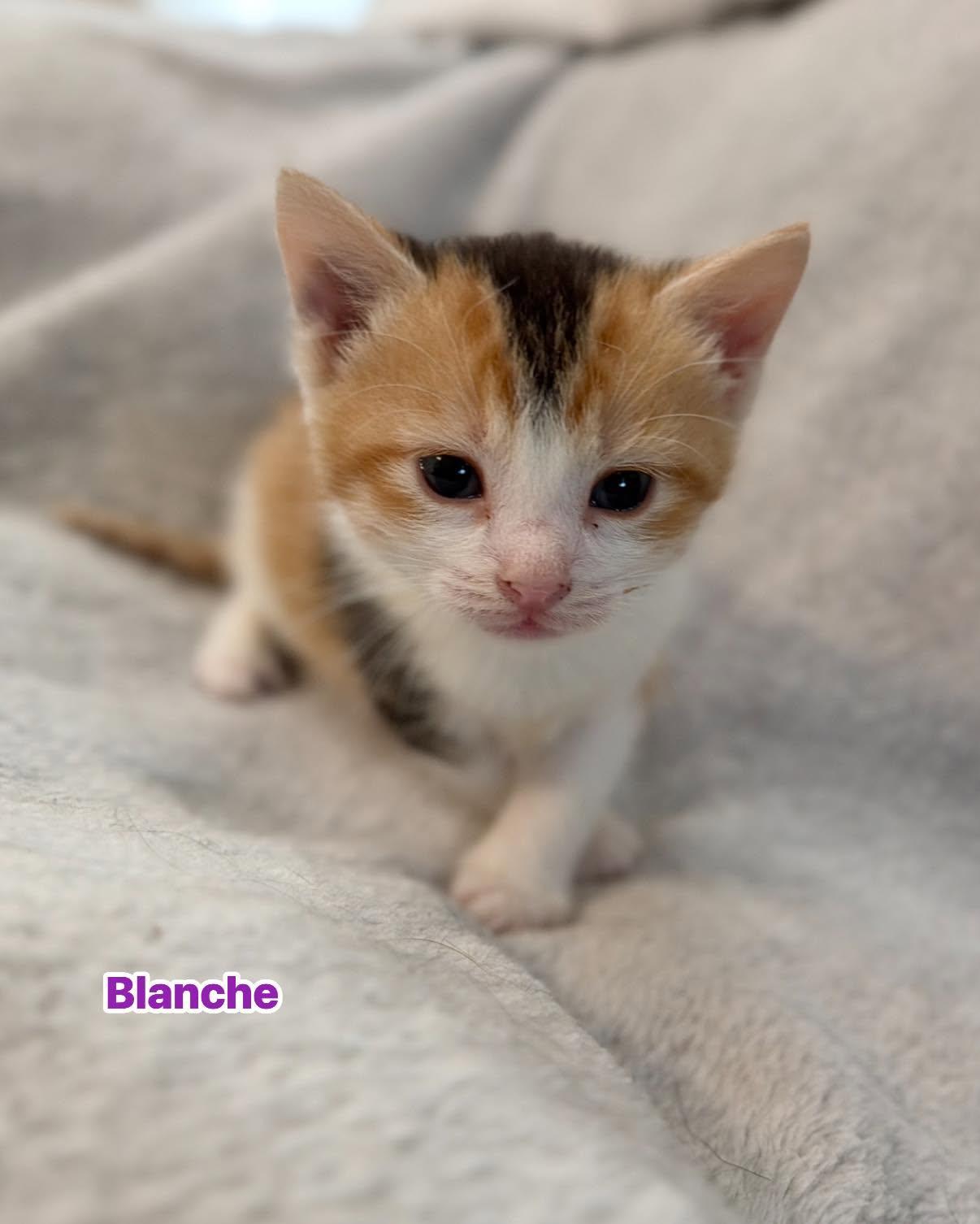 Enlarge BLANCHE, a Adoptable Domestic Short Hair in Largo, FL image 1/1