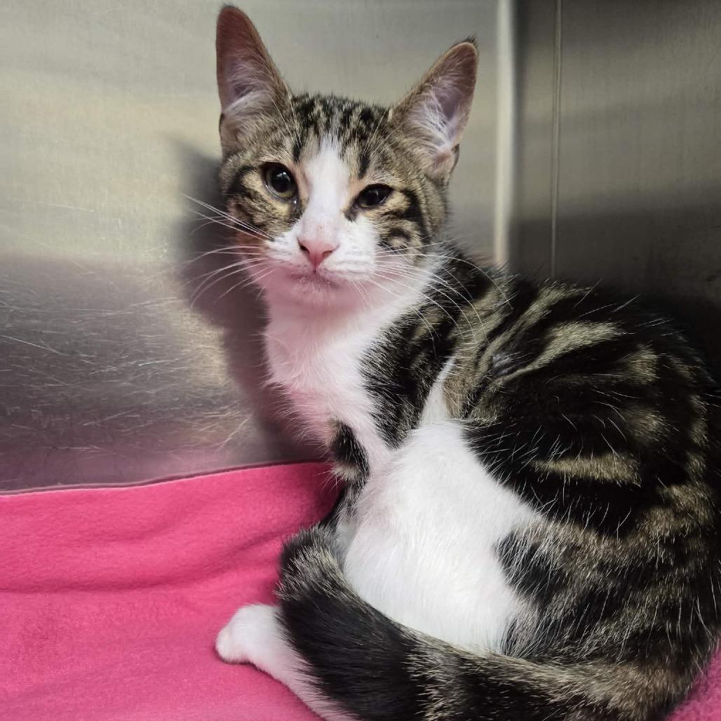 Marble, Adoptable, Young Male Domestic Short Hair.