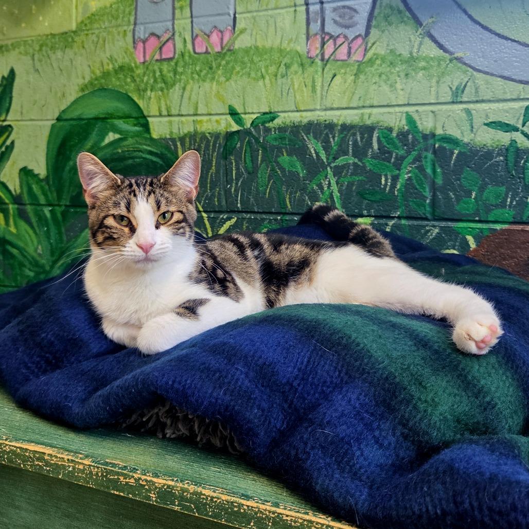 Marble, a Adoptable Domestic Short Hair in Newport, TN image 2/4