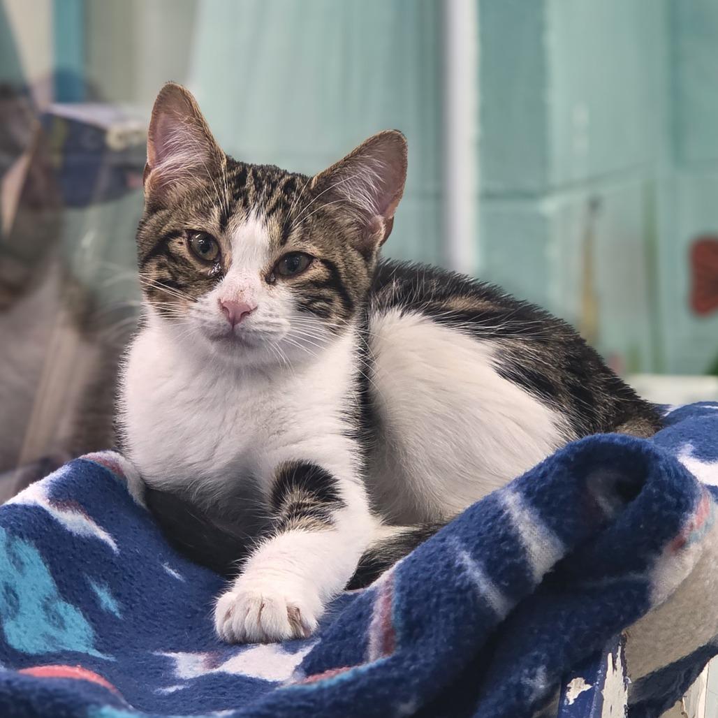 Enlarge Marble, a Adoptable Domestic Short Hair in Newport, TN image 2/3