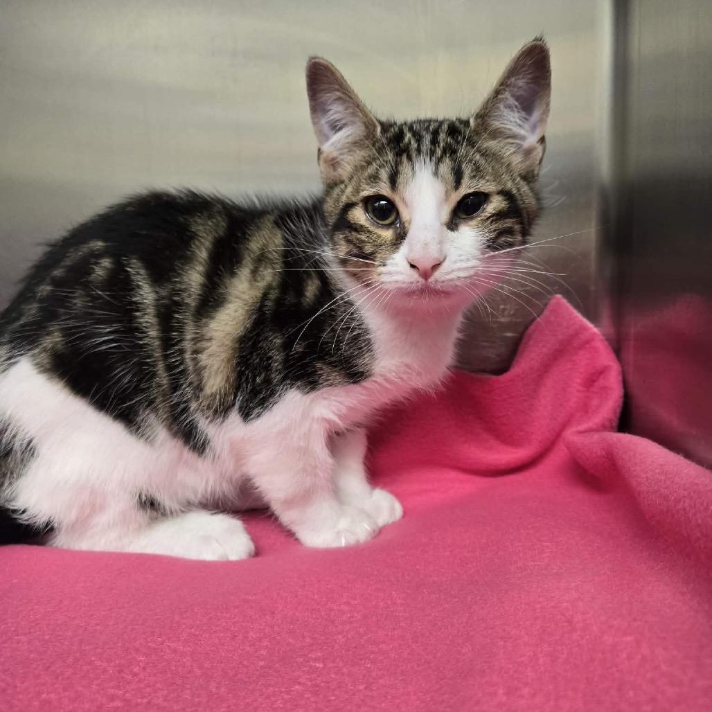 Enlarge Marble, a Adoptable Domestic Short Hair in Newport, TN image 3/3