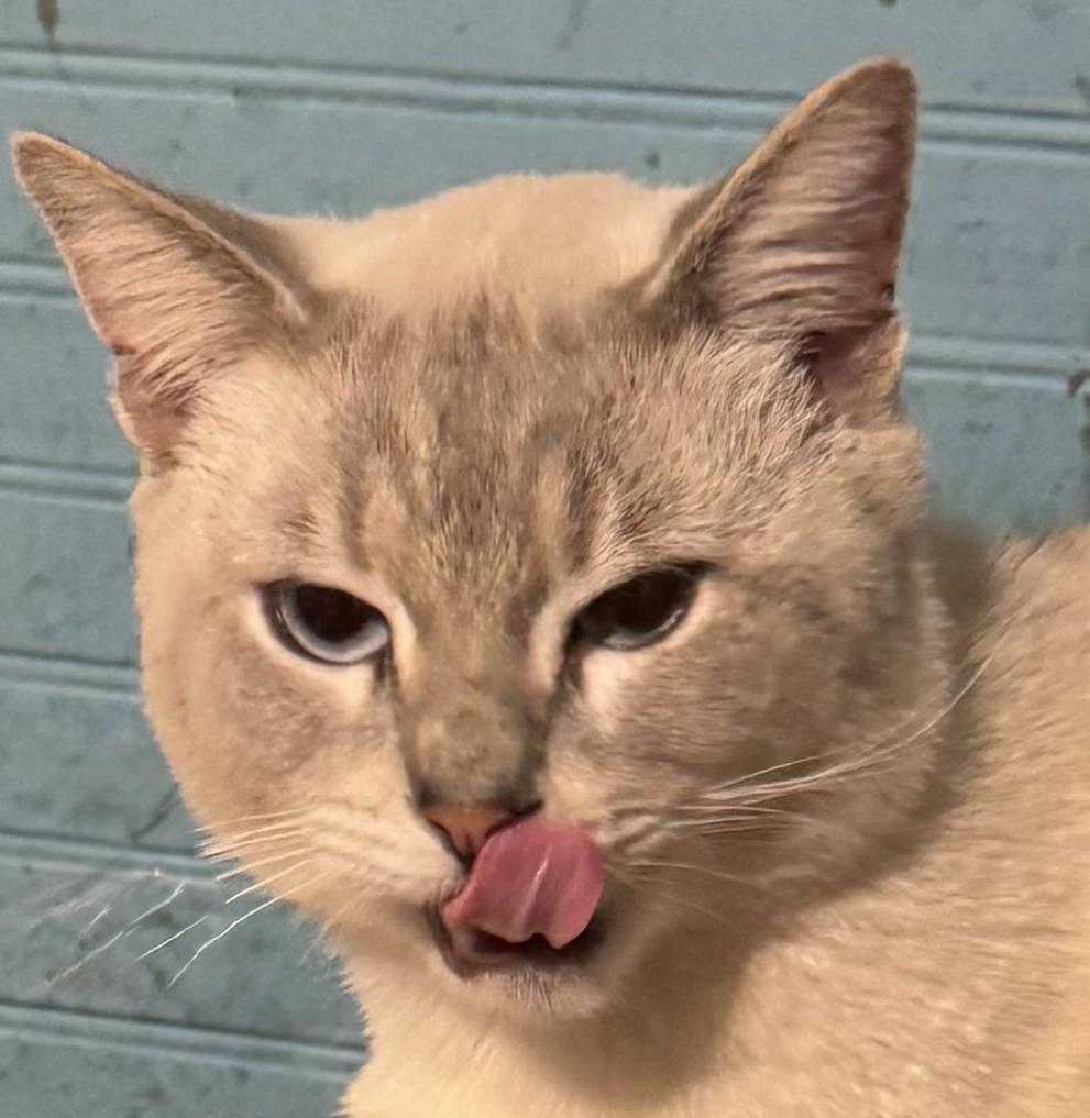 Simon, a Adoptable Siamese in Cumming, GA image 1/4