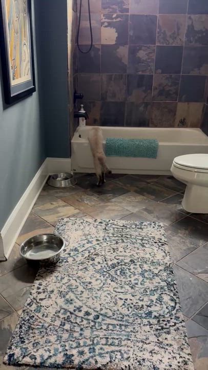 Enlarge Simon, a Adoptable Siamese in Cumming, GA video 3/4