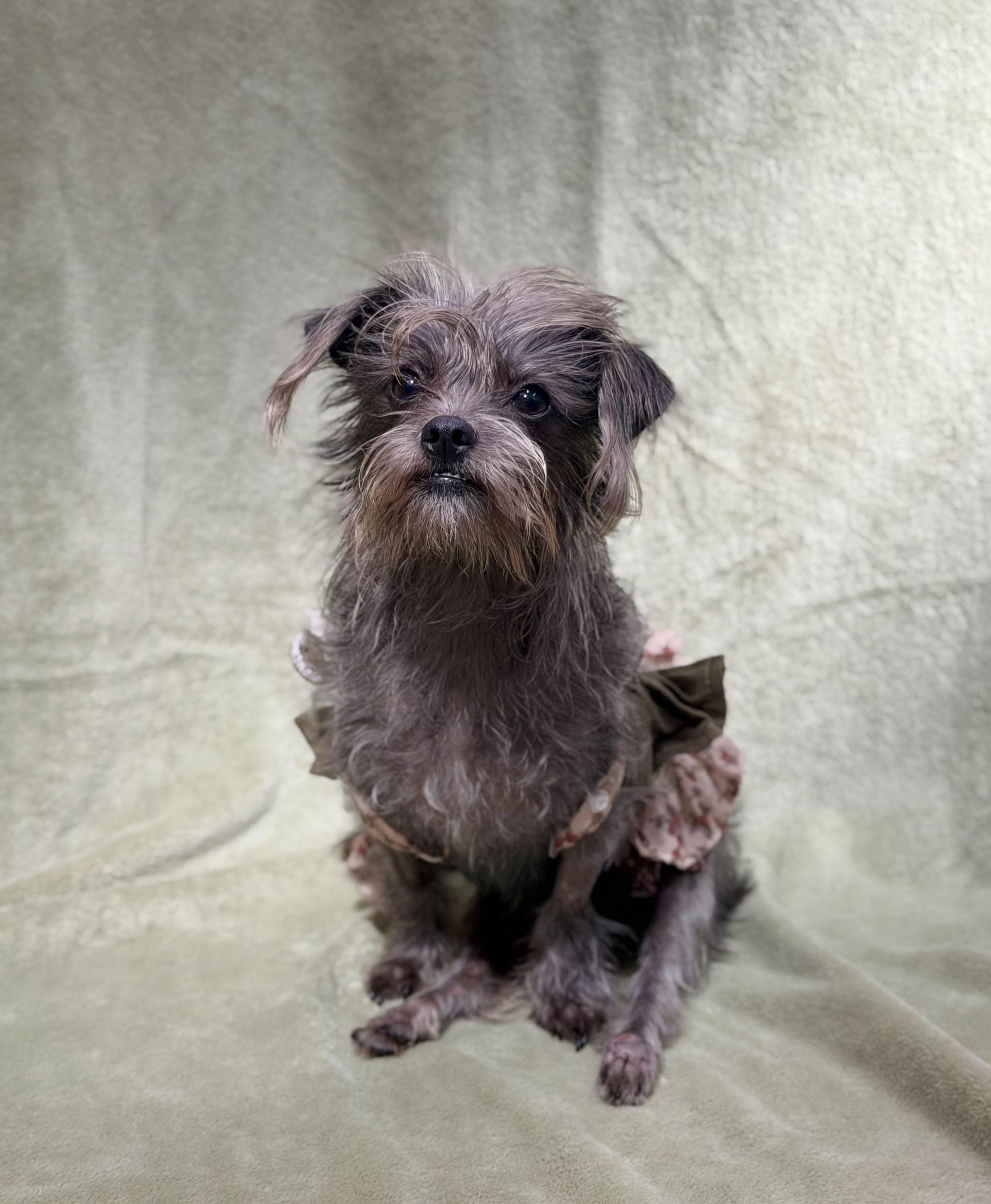 Enlarge Mellie, a Adoptable mixed breed in Laguna Beach, CA image 2/4