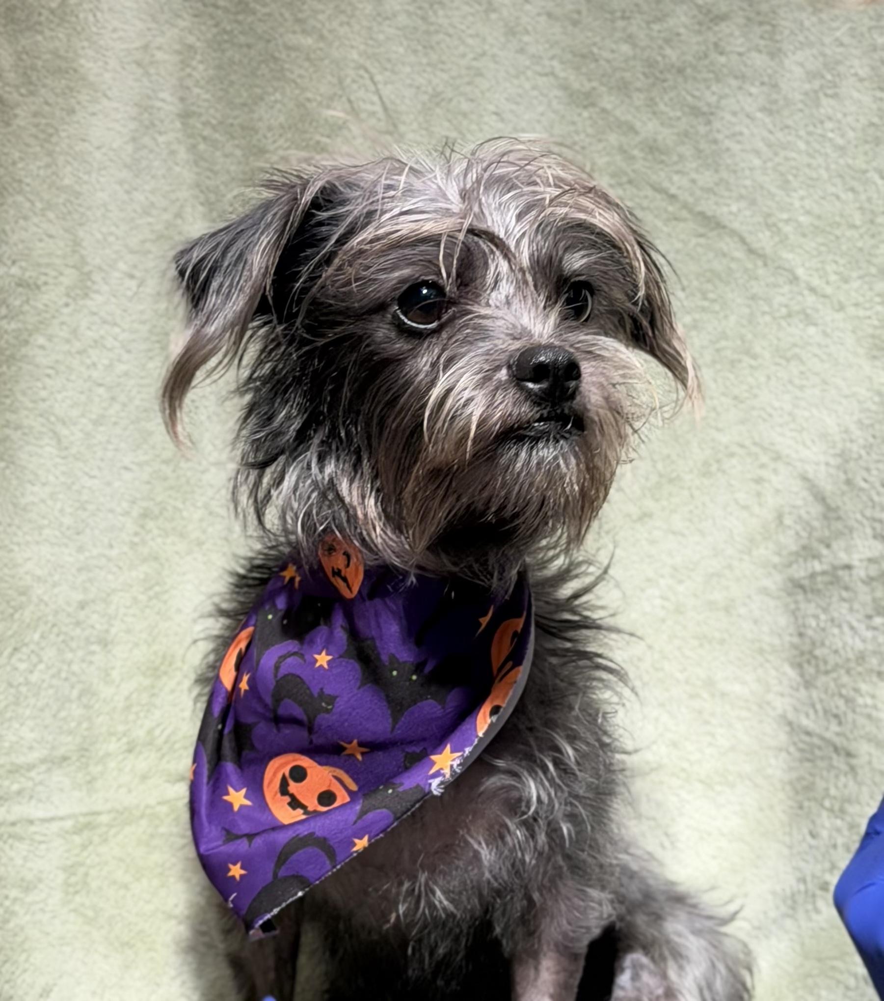 Mellie, Adoptable, Young Female Terrier.