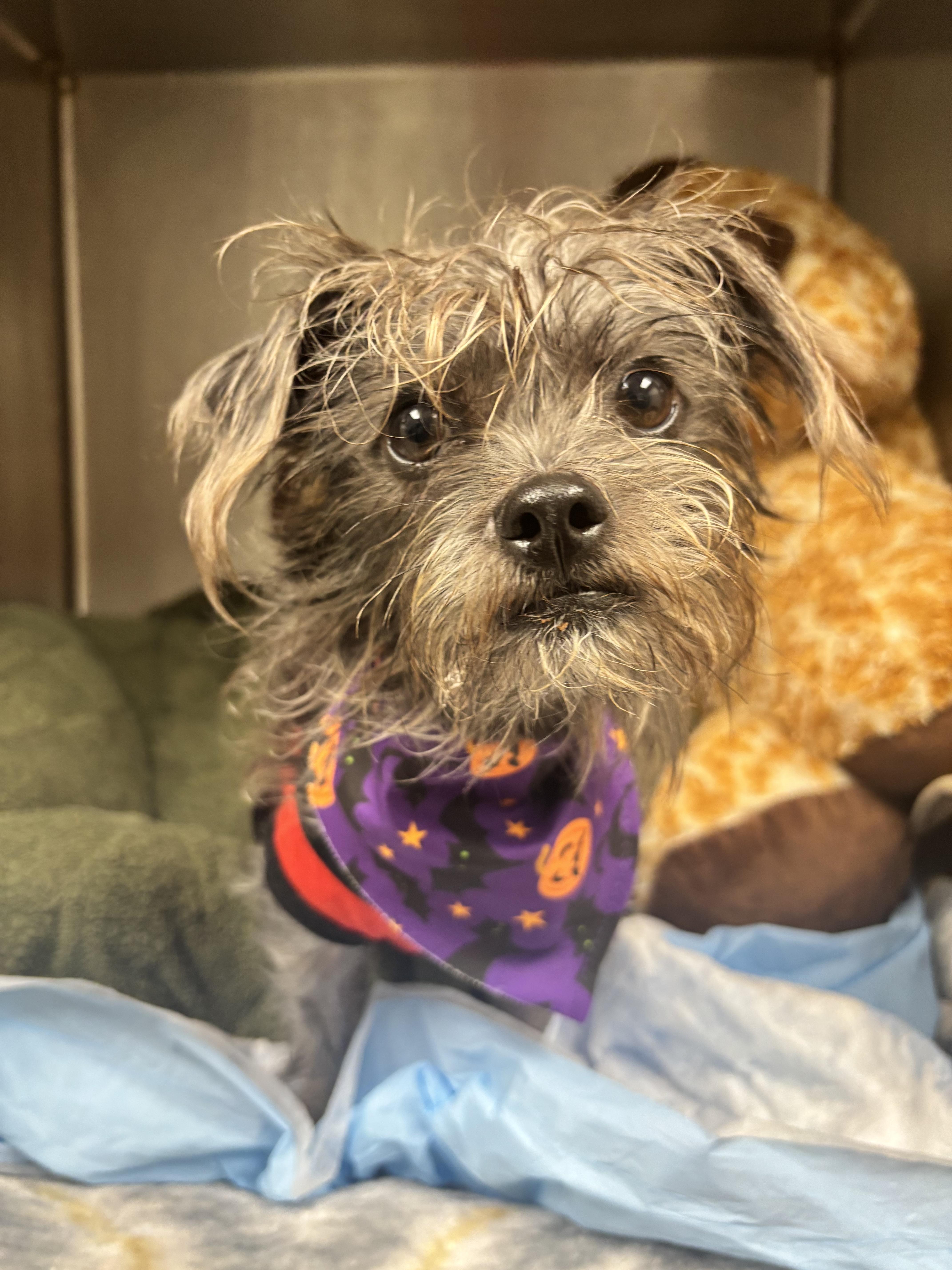 Enlarge Mellie, a Adoptable mixed breed in Laguna Beach, CA image 4/4