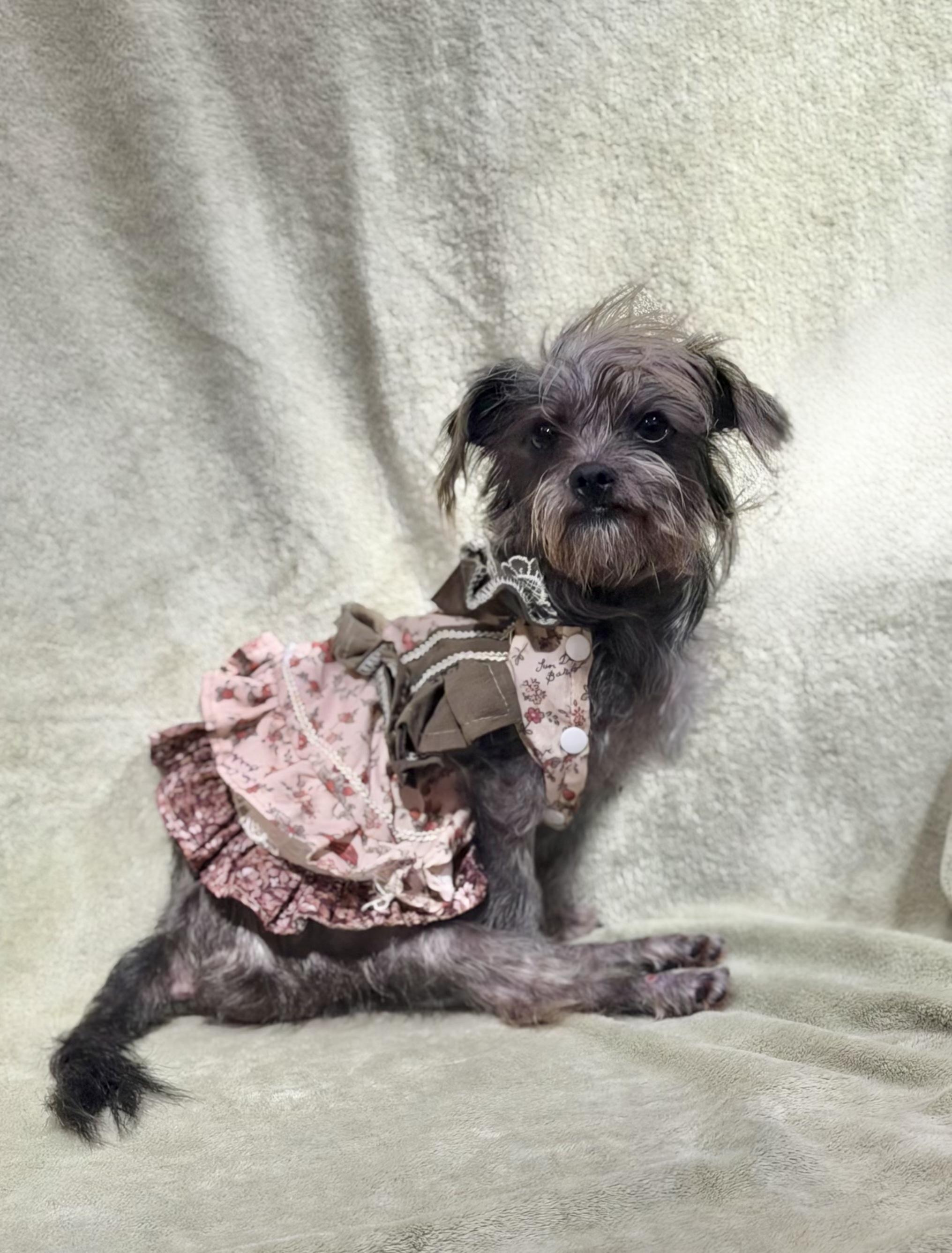 Enlarge Mellie, a Adoptable mixed breed in Laguna Beach, CA image 3/4
