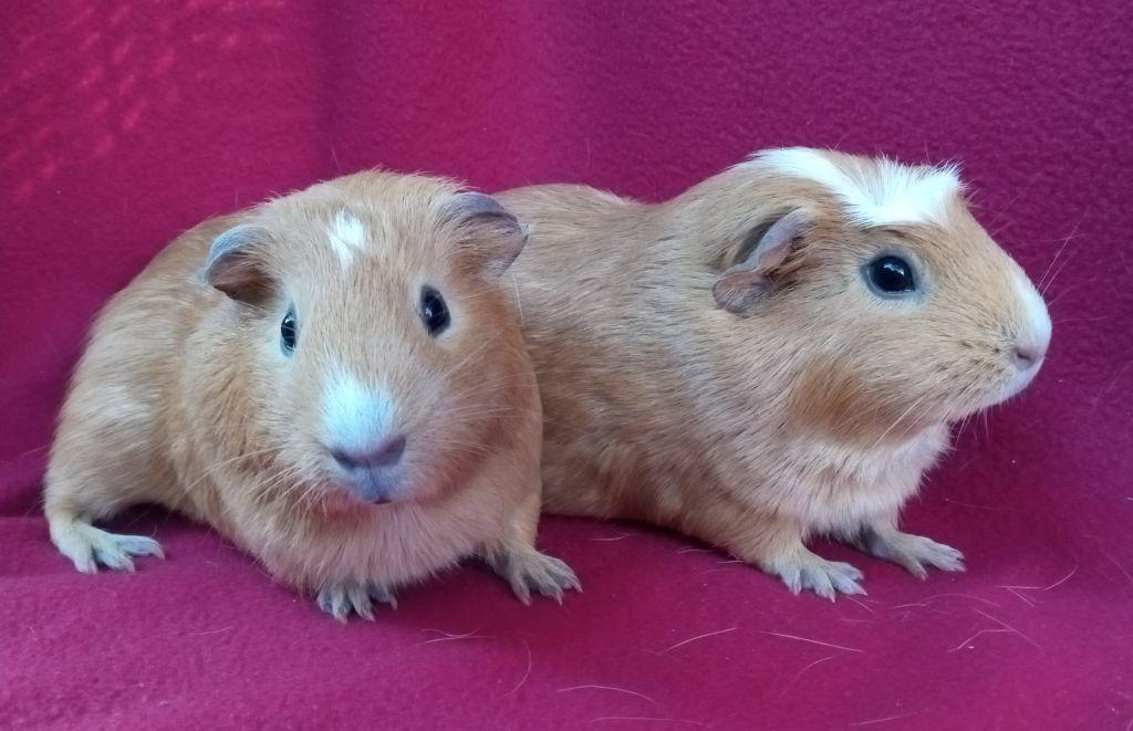 Enlarge Leona/Sybil, a ADOPTABLE Short-Haired in Goleta, CA image 1/1