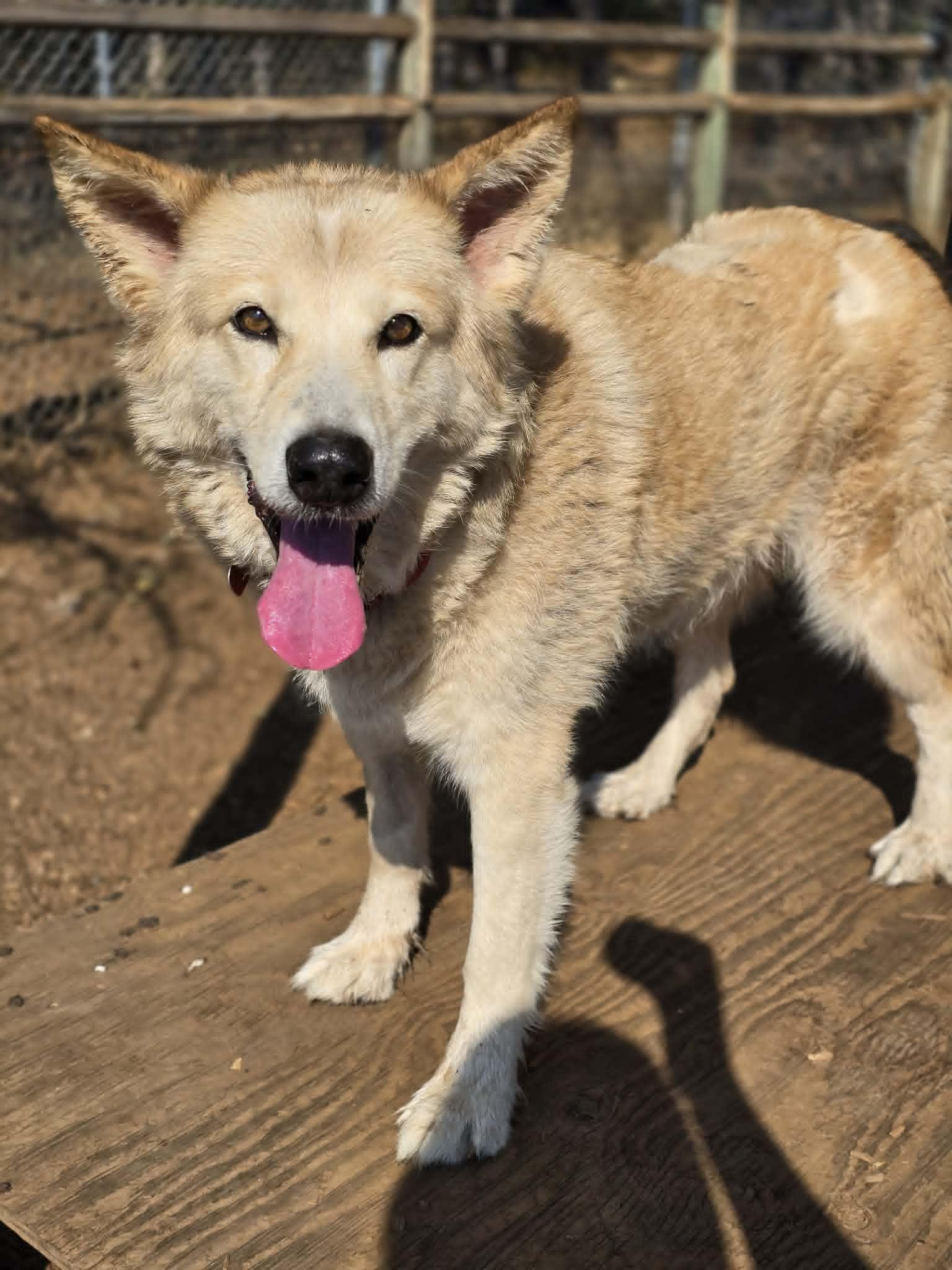Enlarge Princess, an adopted mixed breed in Grants Pass, OR image 3/3