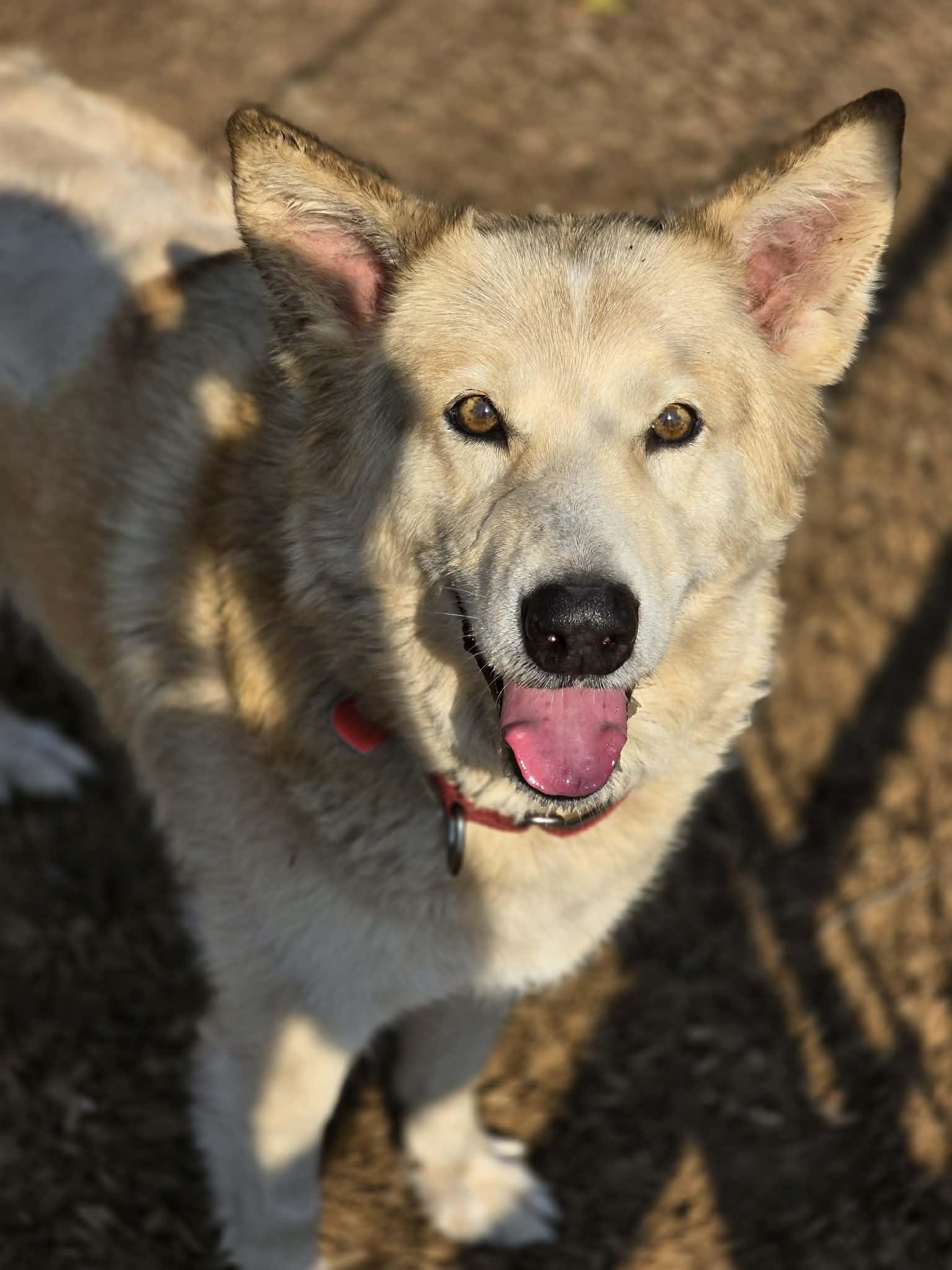 Princess, adopted, Senior Female Husky & Shepherd.