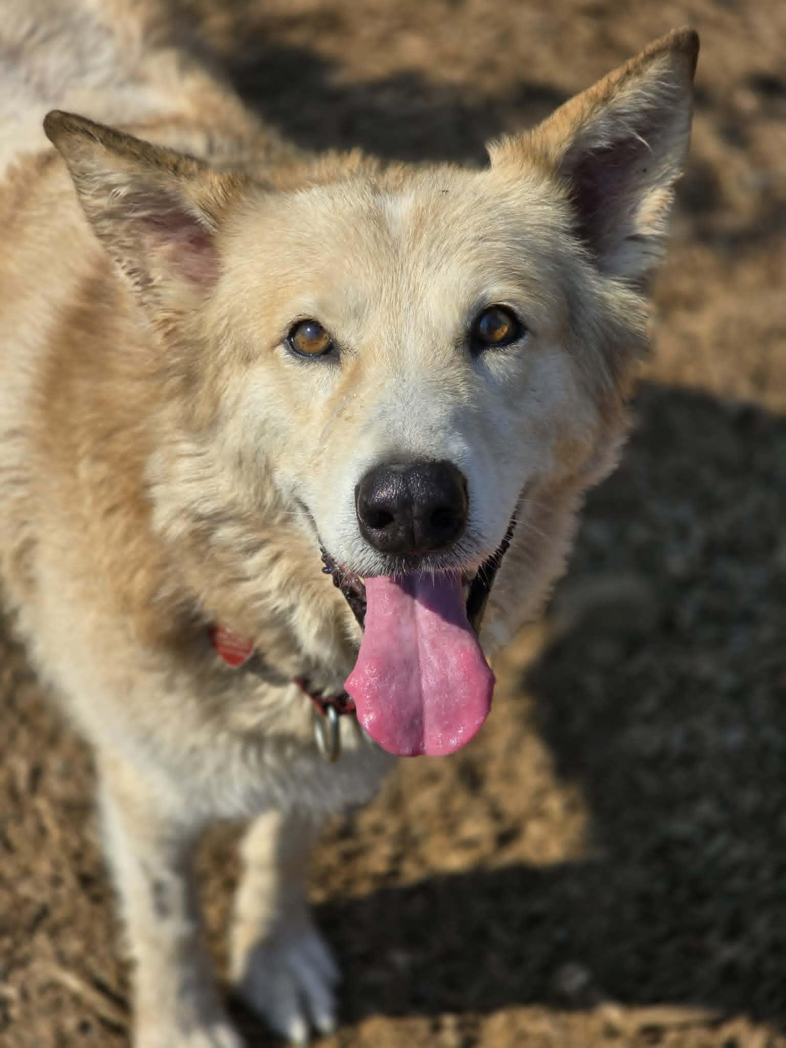 Enlarge Princess, an adopted mixed breed in Grants Pass, OR image 2/3
