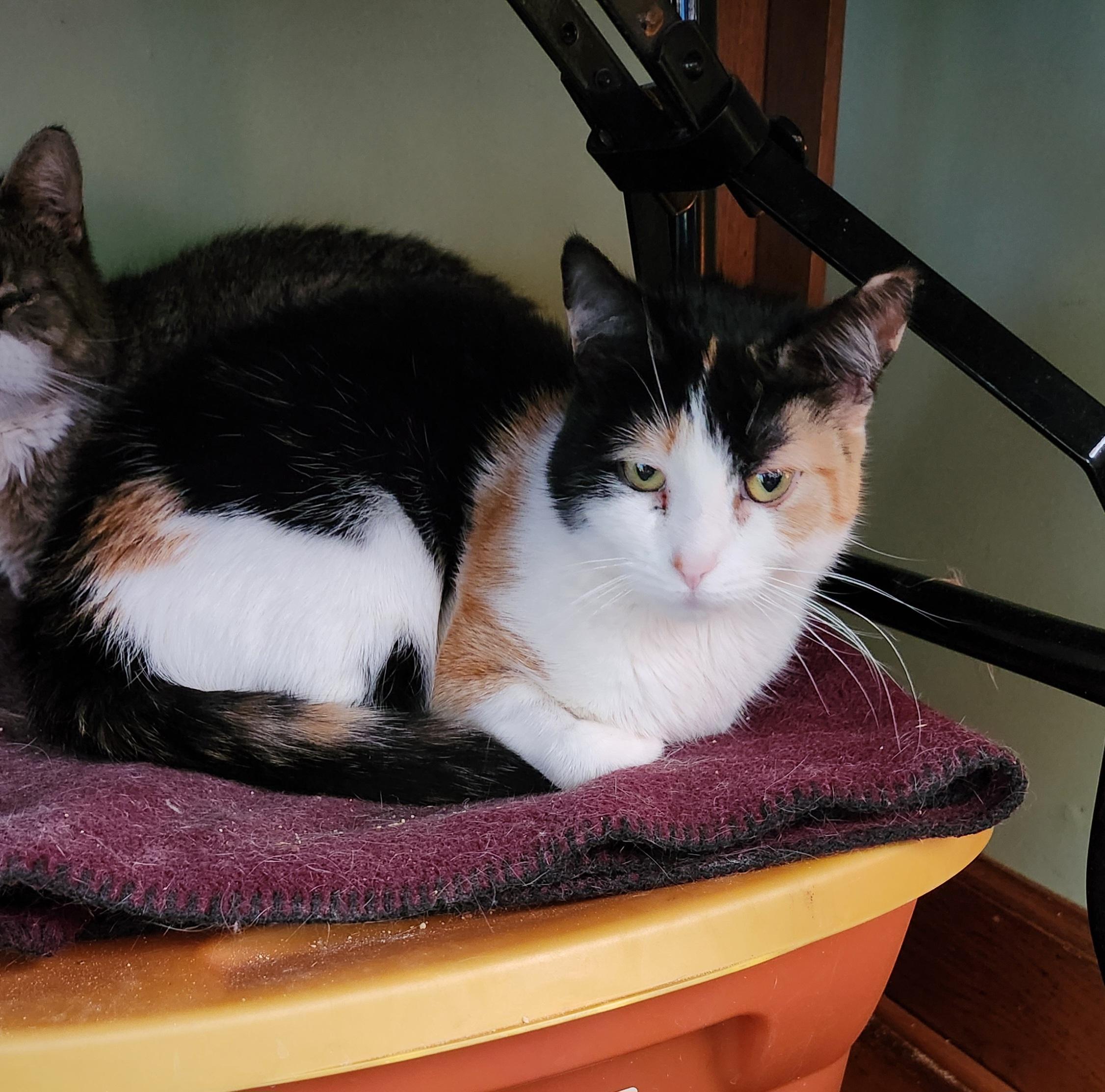 Trixie, Adoptable, Young Female Calico.