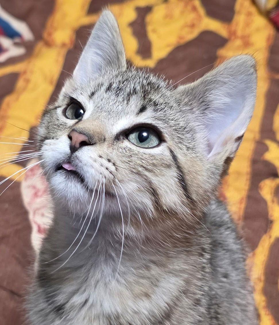 Enlarge Pepper, a Adopted Domestic Short Hair in Zimmerman, MN image 1/2