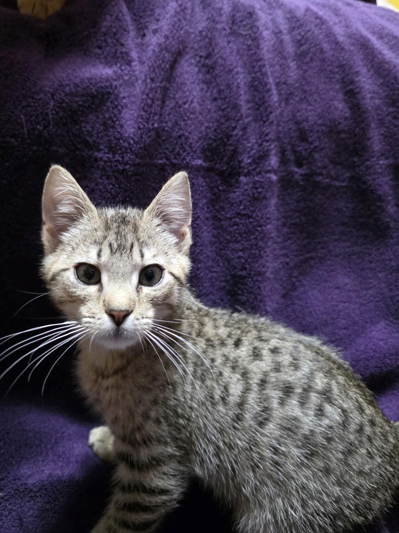 Enlarge Pepper, a Adopted Domestic Short Hair in Zimmerman, MN image 2/2