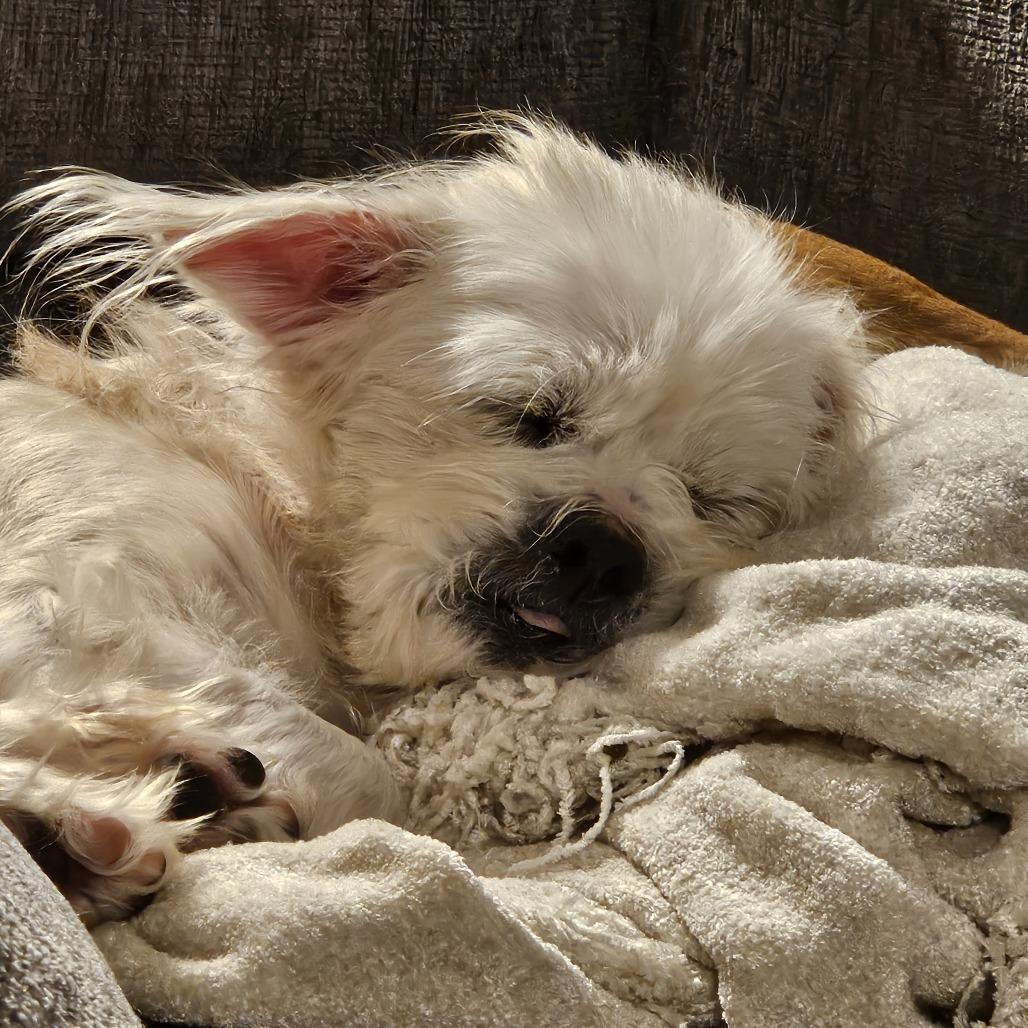 Milo, Adoptable, Senior Male Terrier & Mixed Breed.