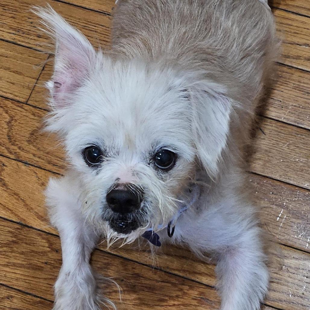 Enlarge Milo, a Adoptable mixed breed in Potomac, MD image 2/4