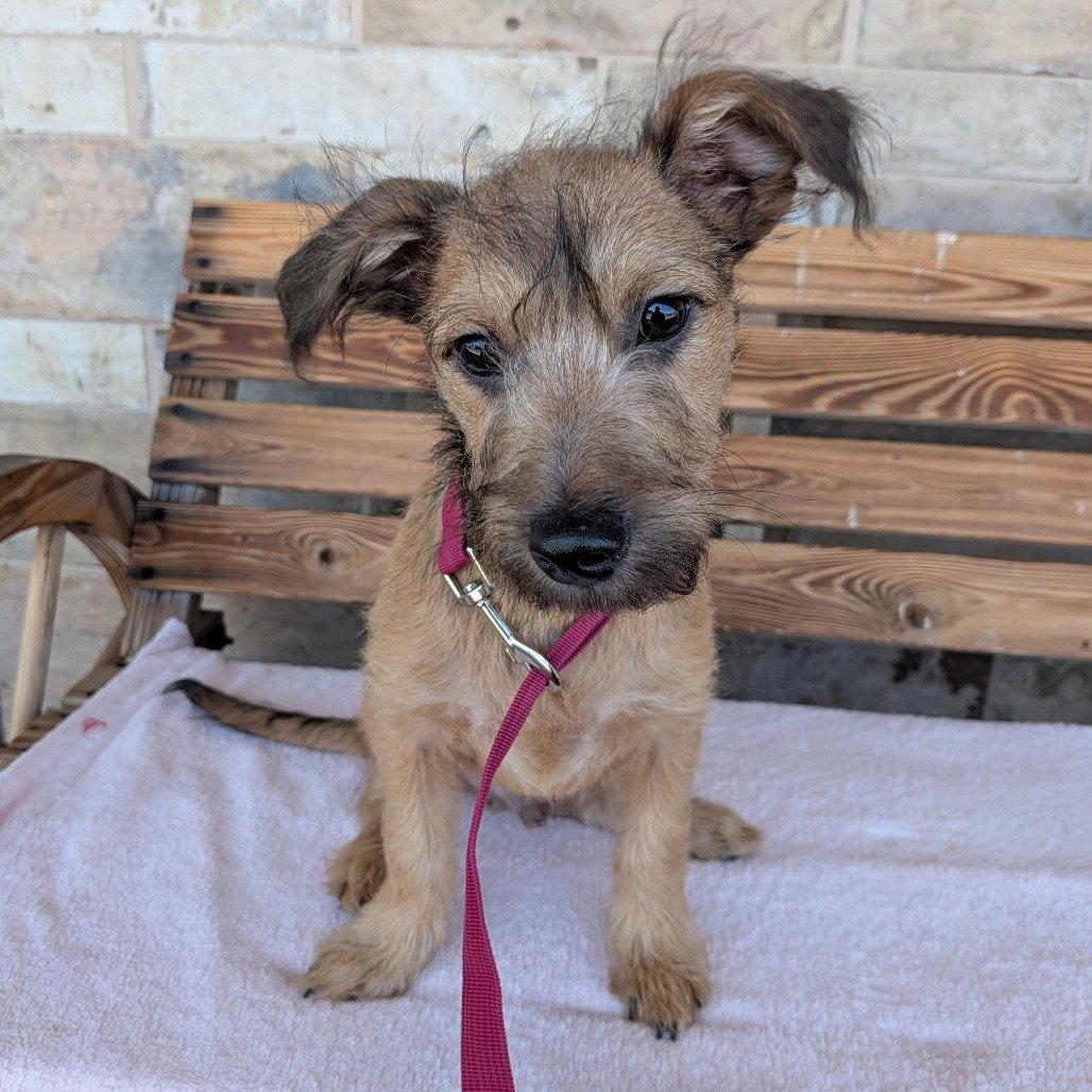 MOODY, Adopted, Puppy Male Terrier.