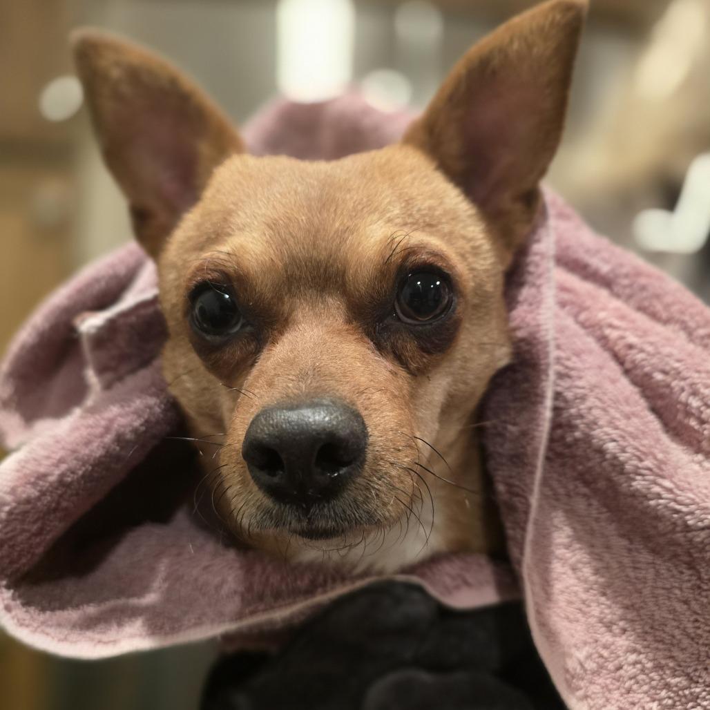 Neville, Adoptable, Adult Male Chihuahua & Mixed Breed.