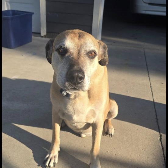 Scout **Foster Needed**