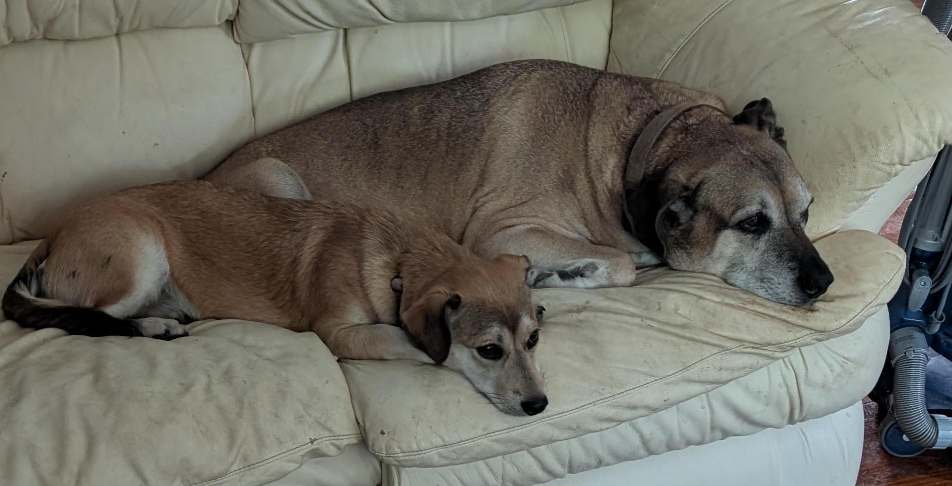 Scout, a Adoptable mixed breed in Monticello, MN image 2/3