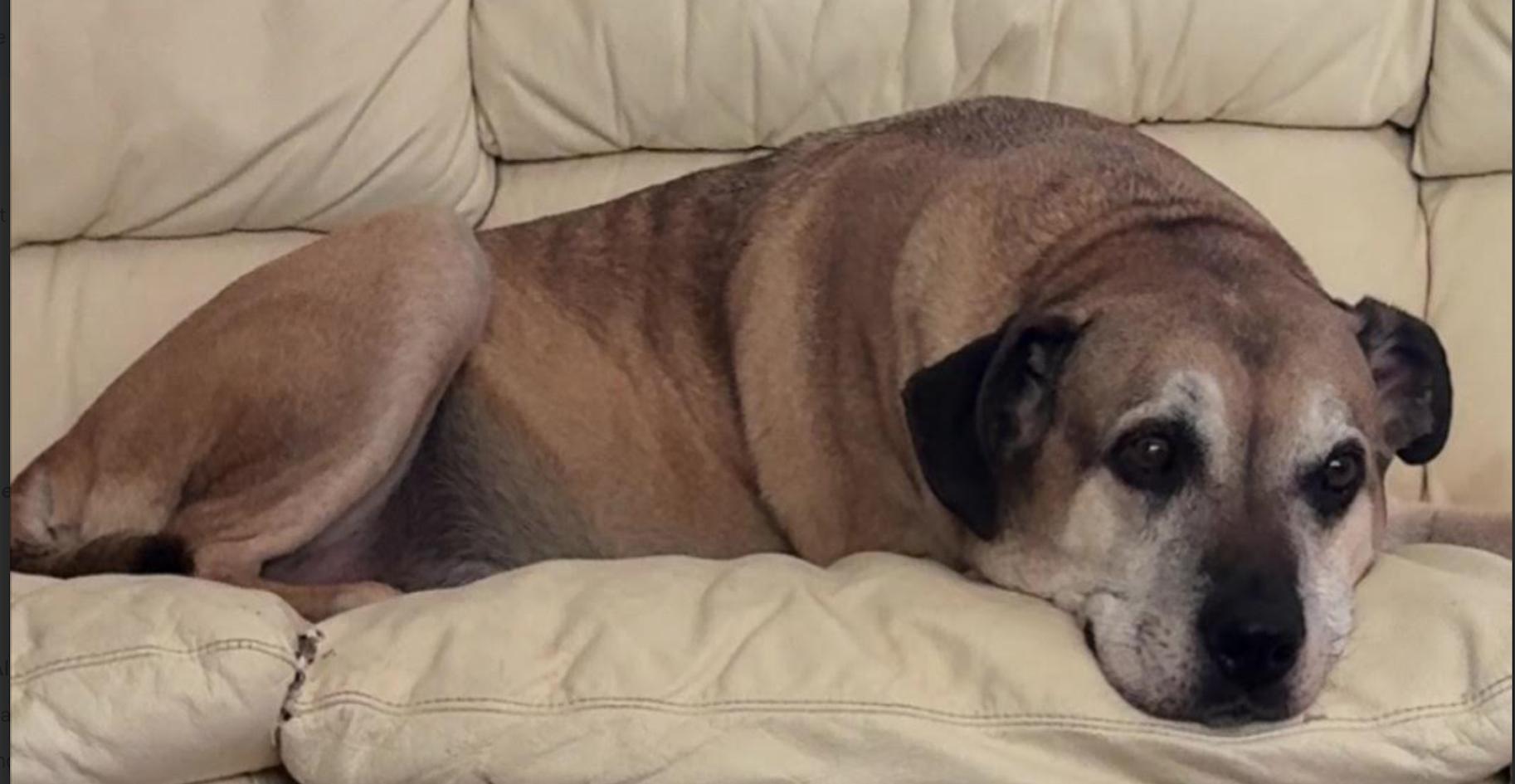 Scout, a Adoptable mixed breed in Monticello, MN image 3/3