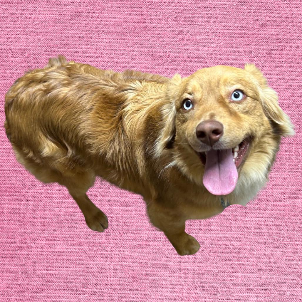 Glo-Rilla, Adoptable, Young Female Mixed Breed.